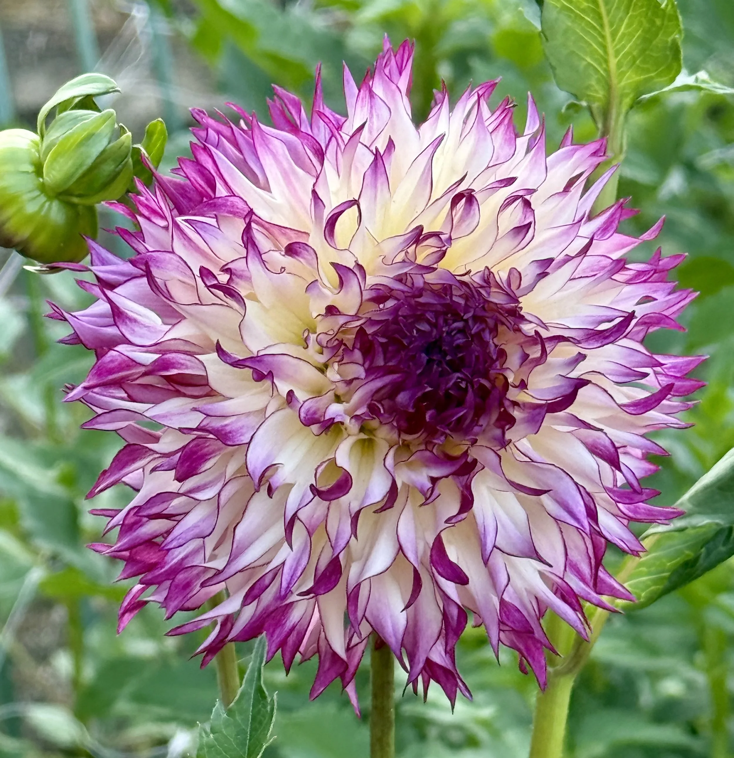 Good Golly Miss Molly