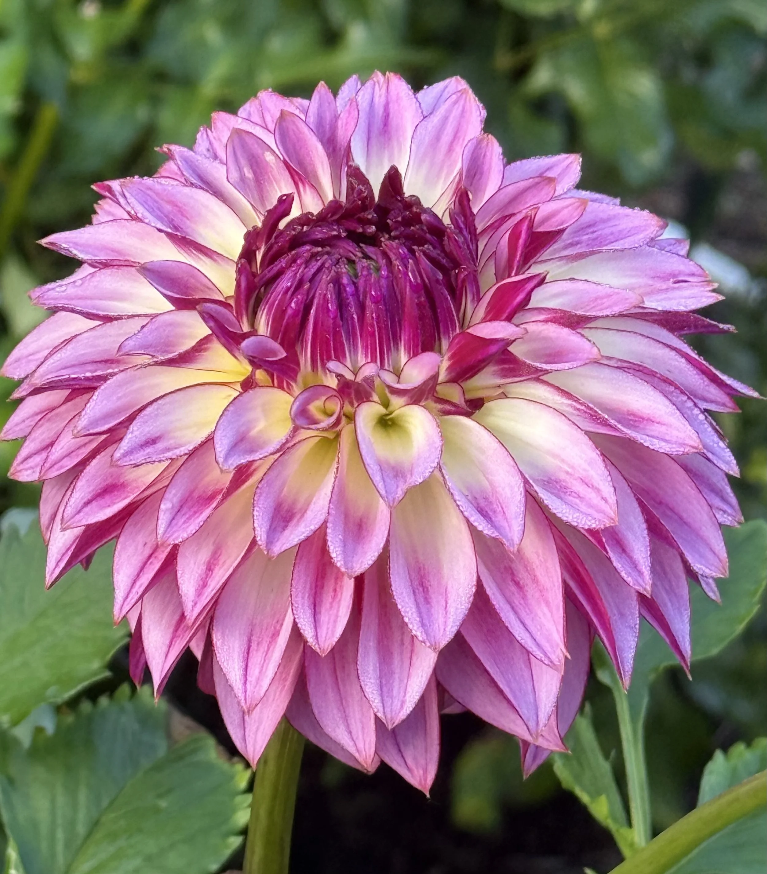 Bloomquist Jody Lynn