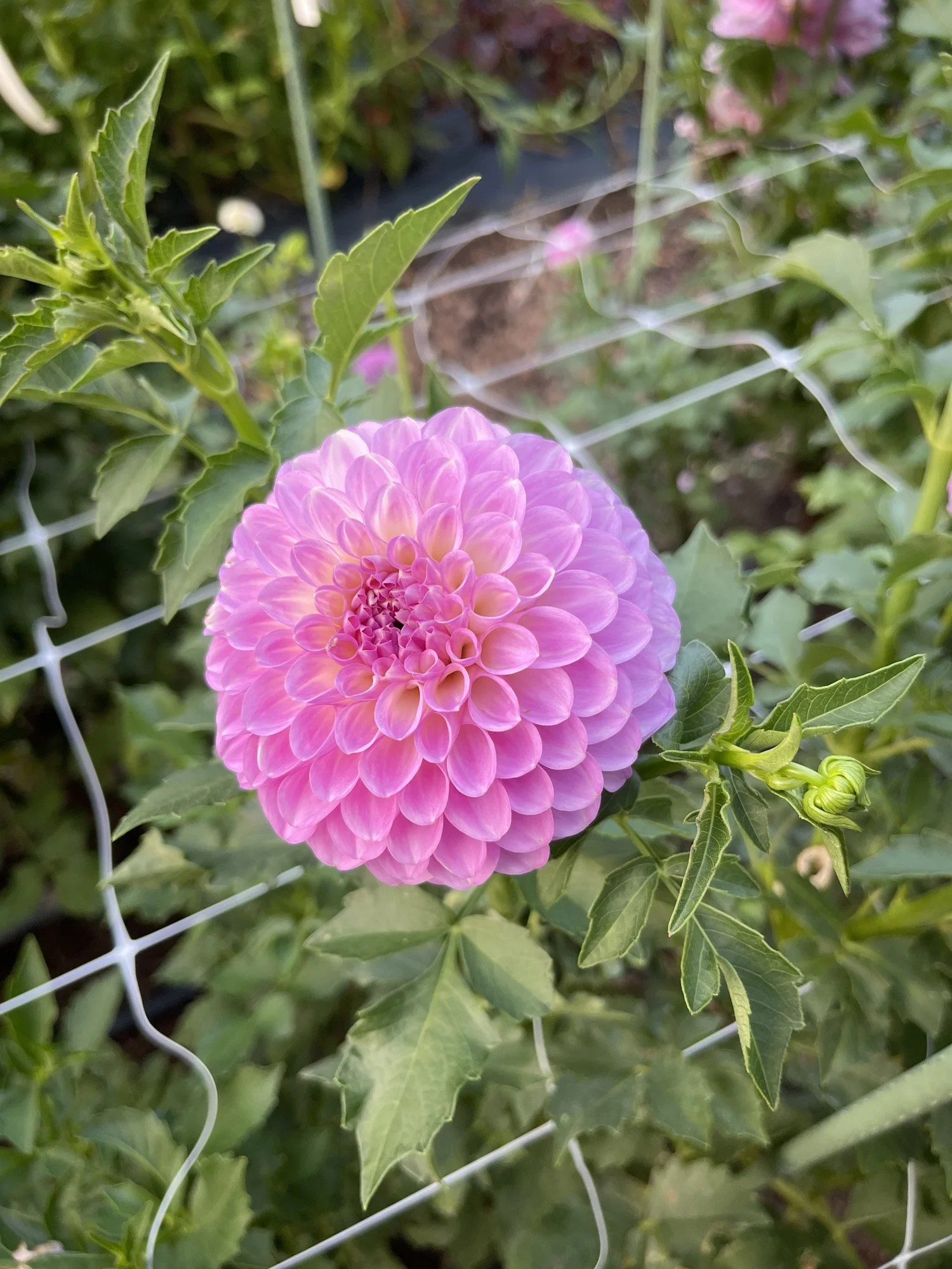 20th Avenue Pure Prince — Cottage Blooms | dahlia | cut