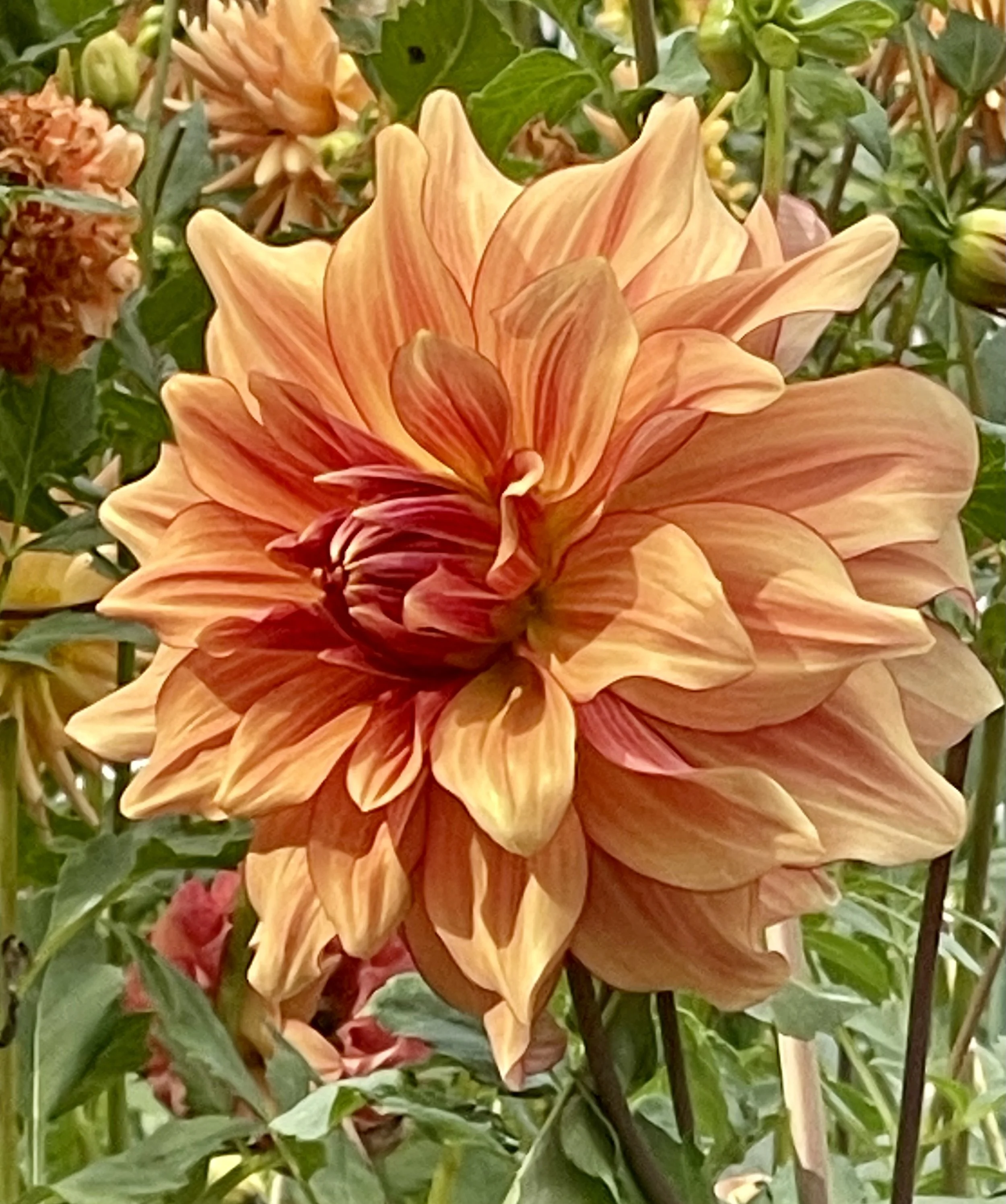 AC Murphy  (Limit 1)