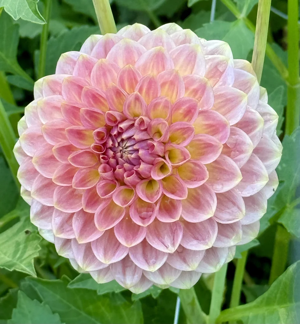 20th Ave Softer Peach — Cottage Blooms | dahlia | cut flower farm