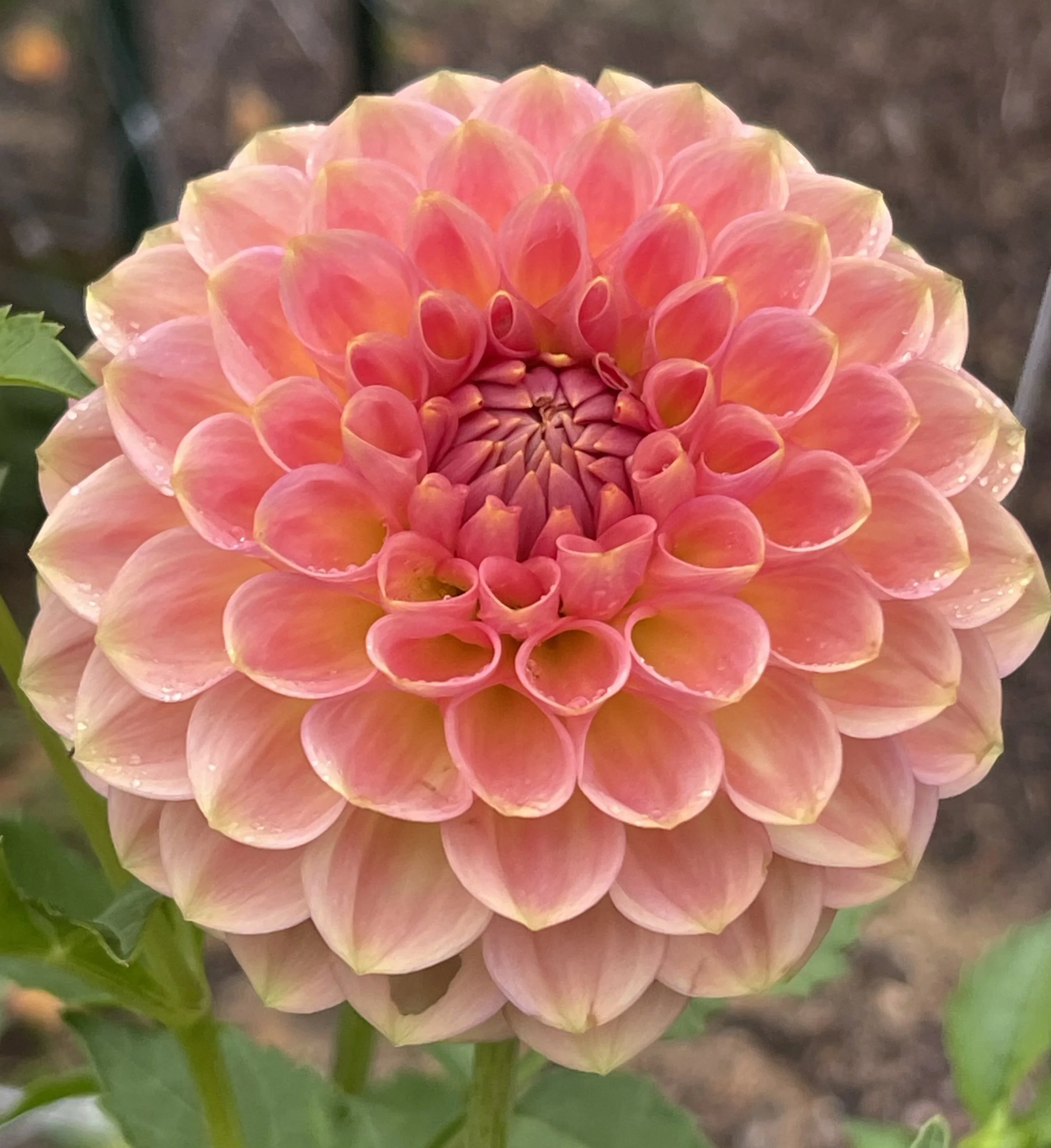 20th Ave Softer Peach