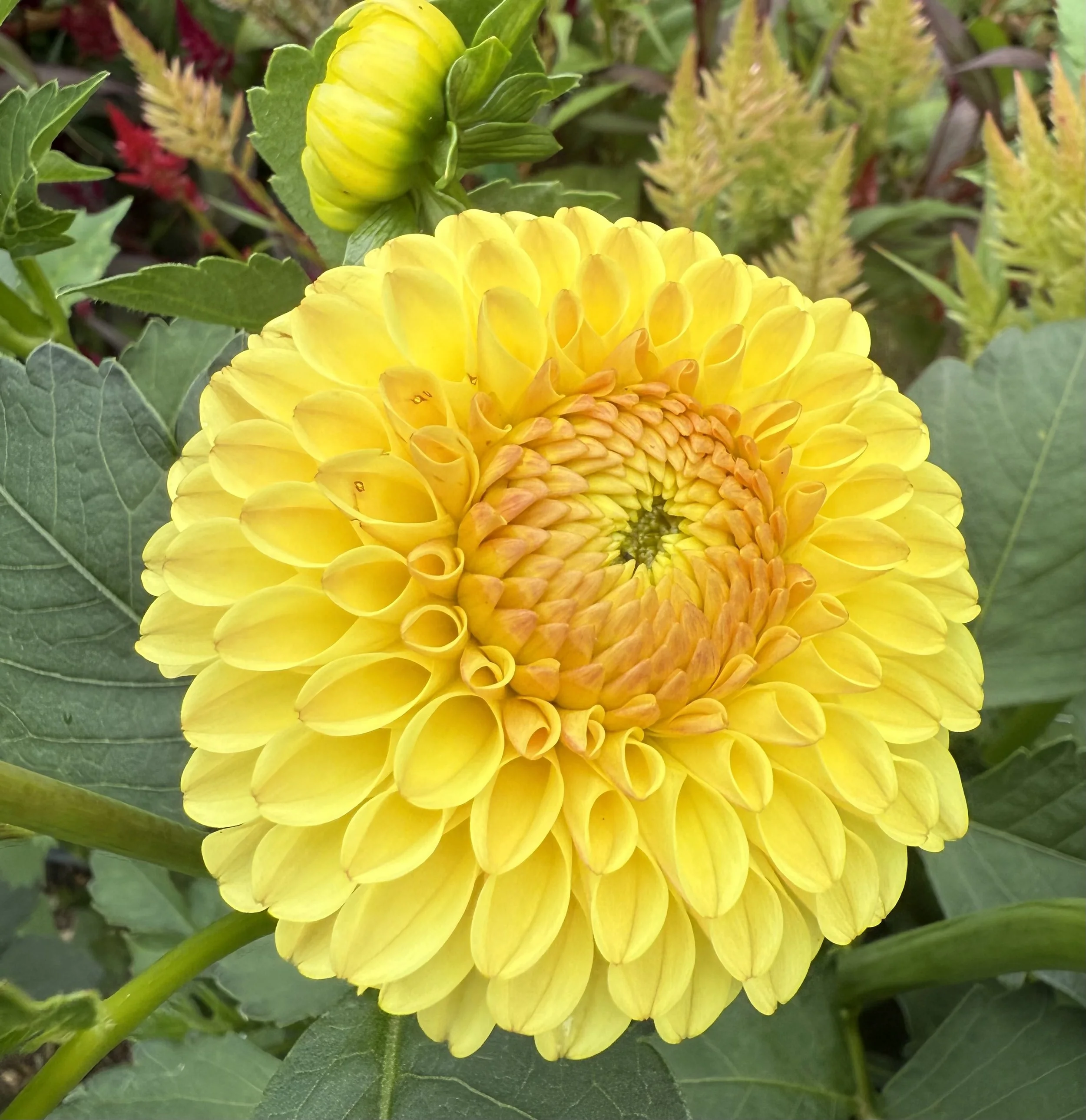 Hollyhill Golden Boy