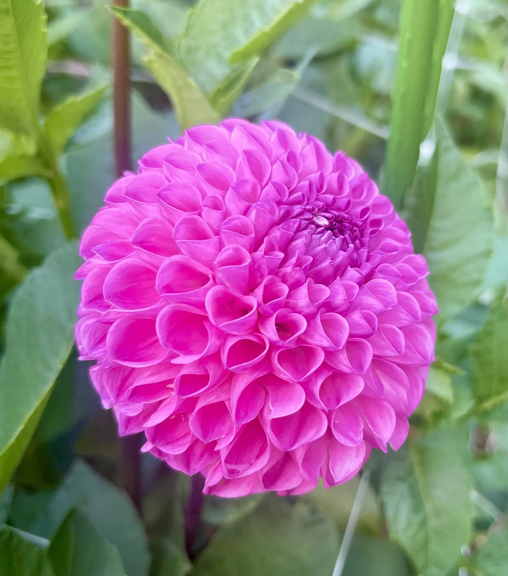 20th Ave for Mom — Cottage Blooms | dahlia | cut flower farm