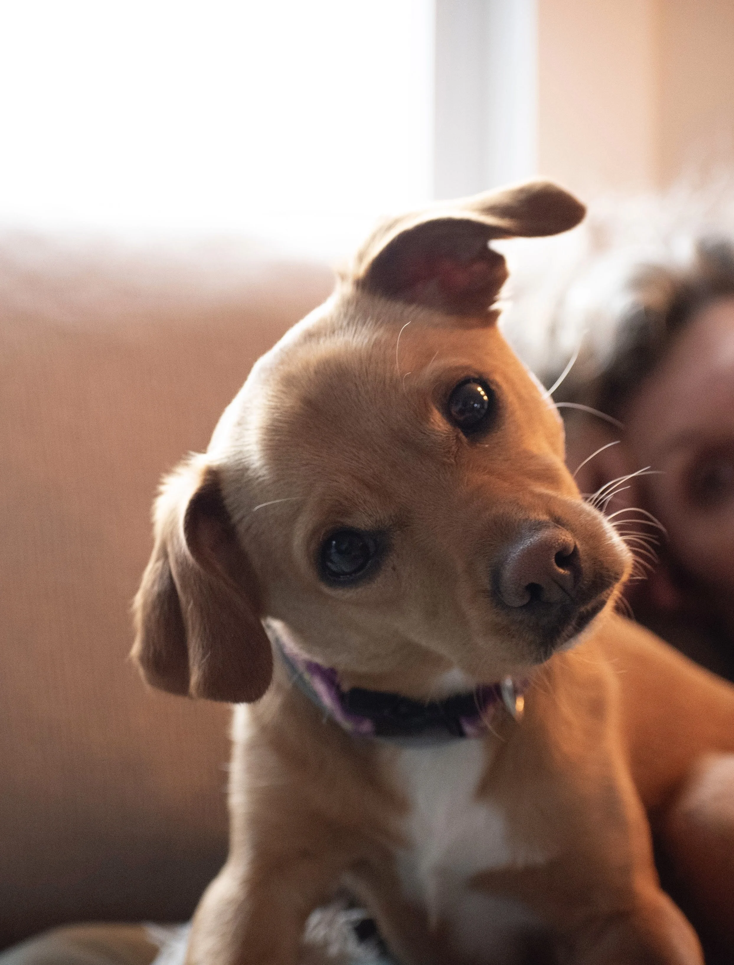 Close-up of a tan puppy with a purple collar, looking curiously at the camera, with a person partially visible in the background.
