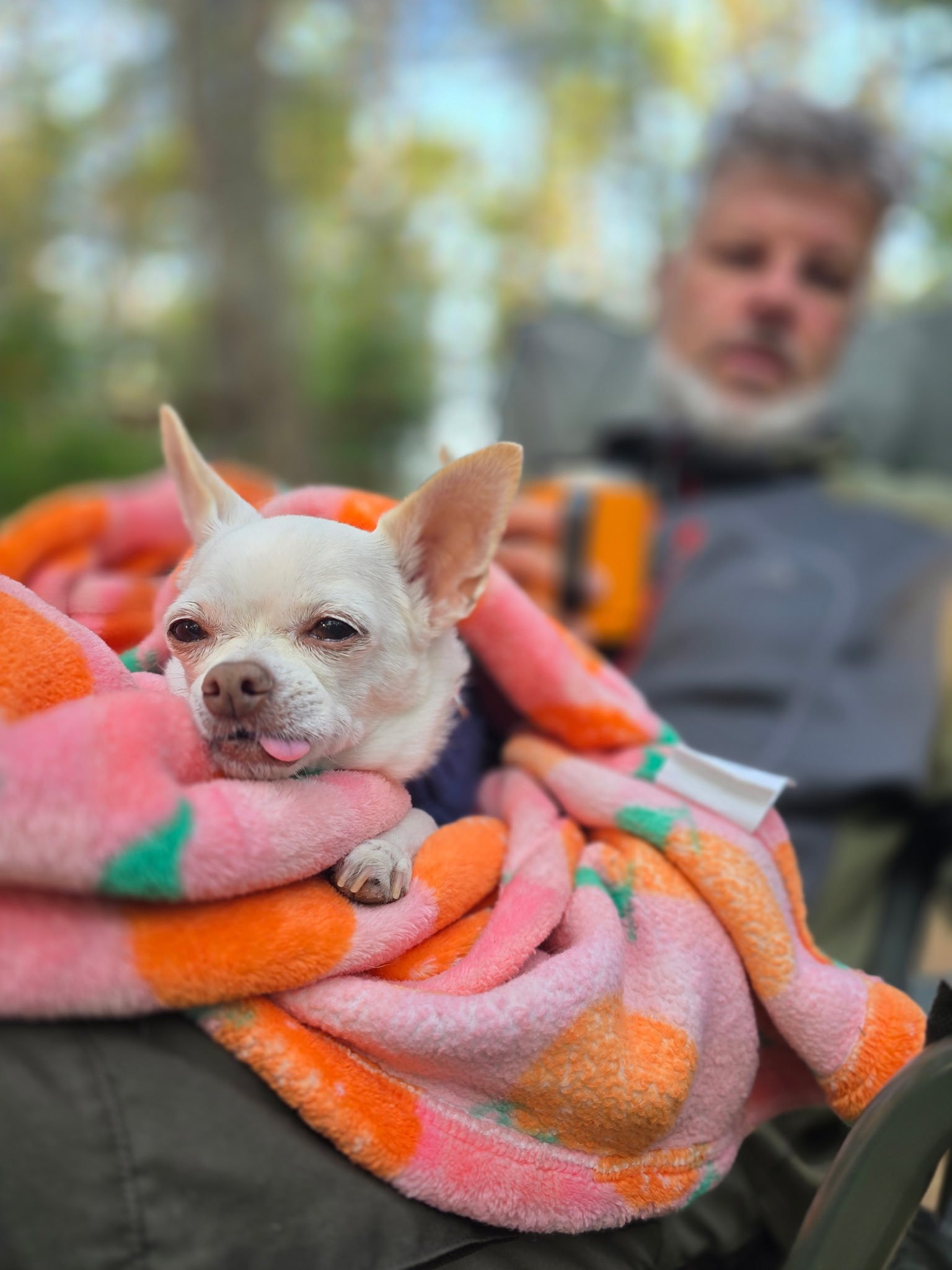 A small dog wrapped in a colorful pink and orange blanket, resting on a person's lap outdoors with a blurred man in the background.