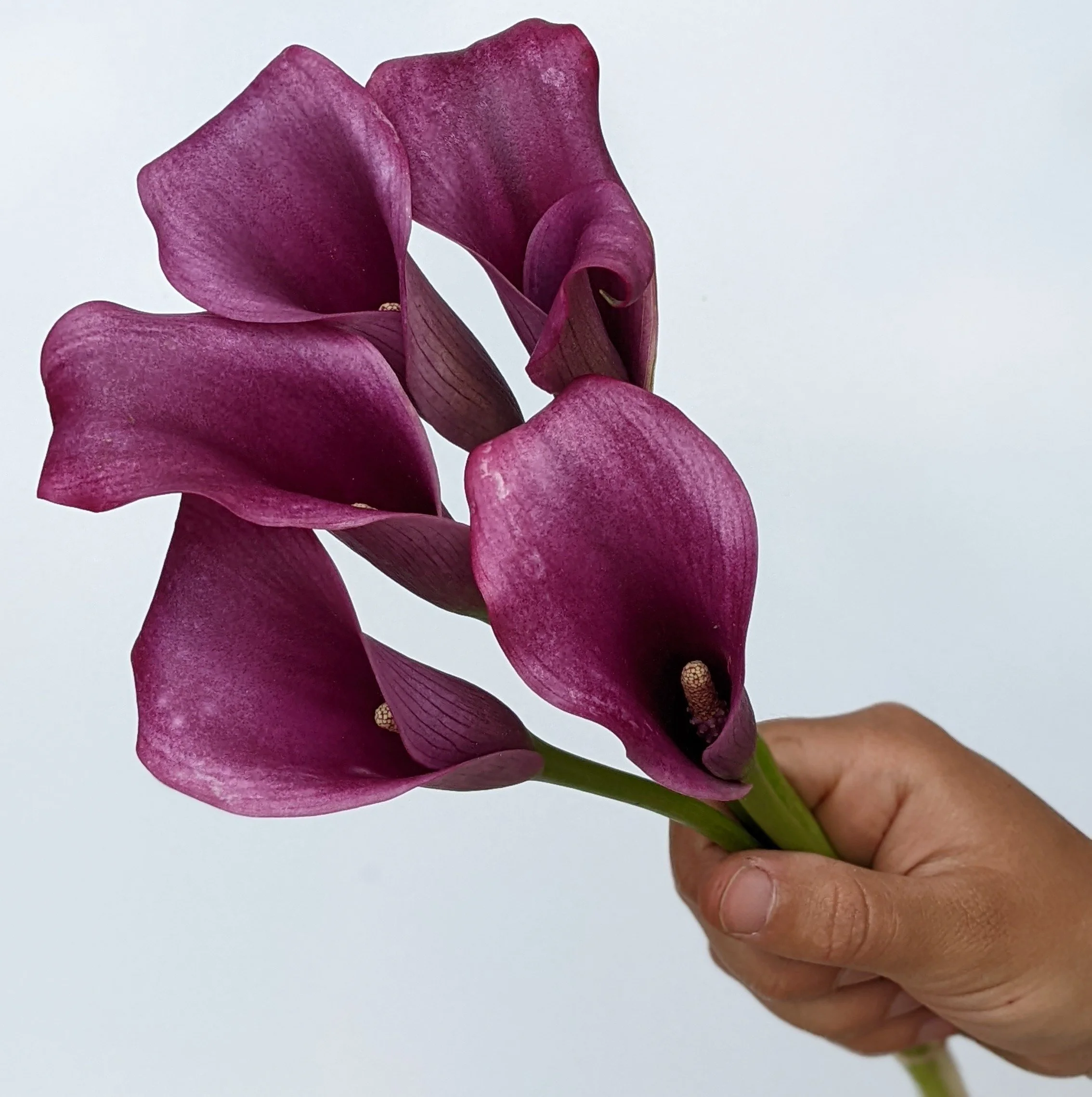 Calla Rocket Calla Lily — Anderson Acres Farm