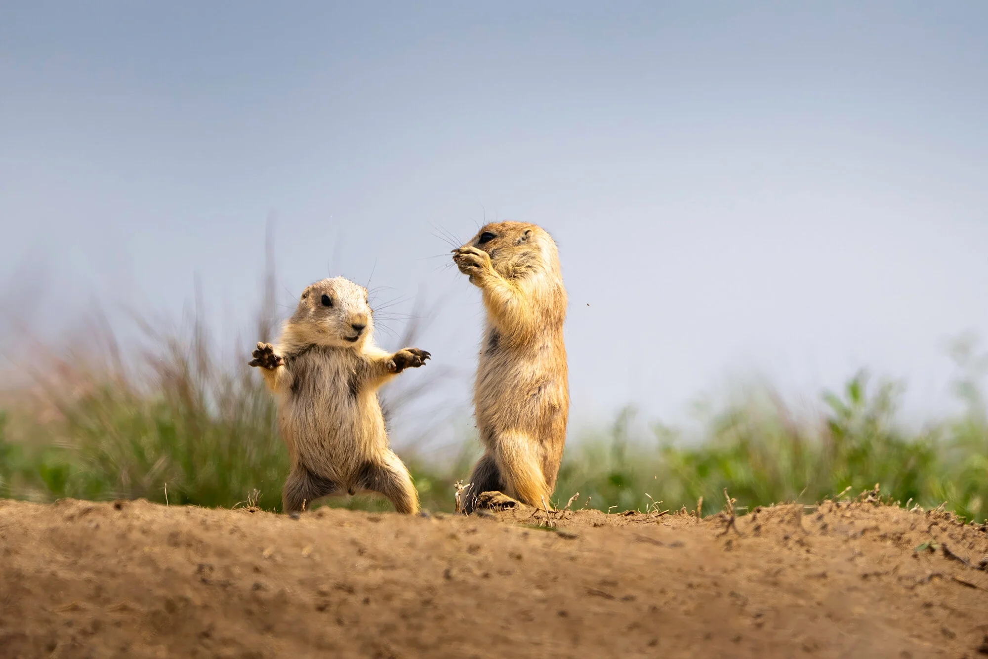 Field Note:  Tiny Arguments