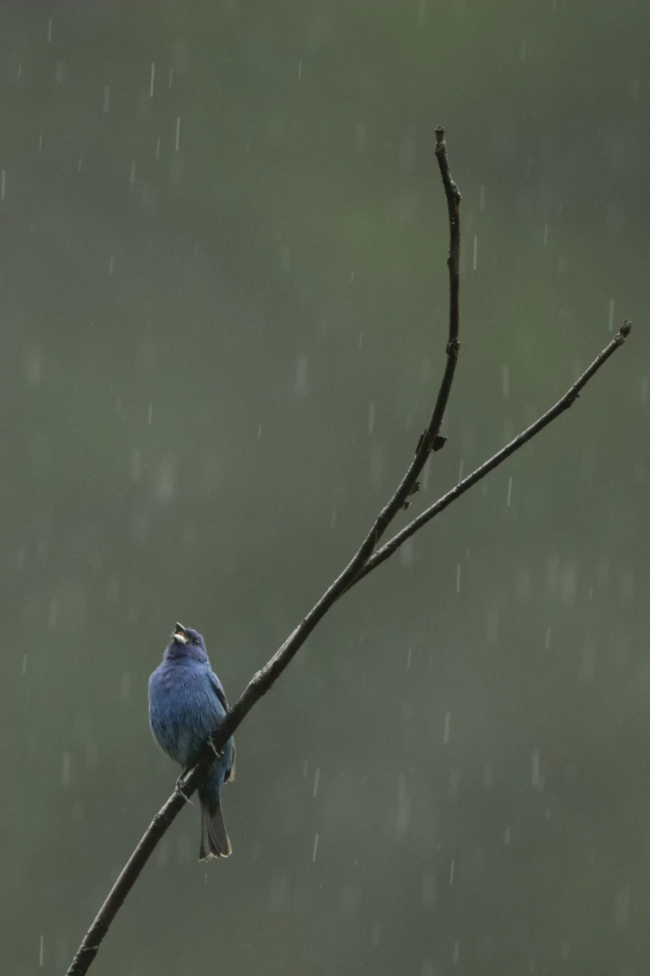 Blue bird perched on a thin, leafless tree branch during rain, with falling raindrops in the background.