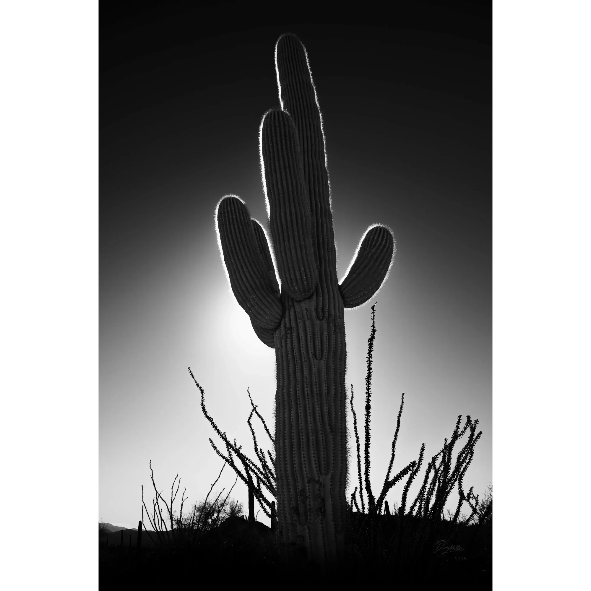 Desert Sentinel