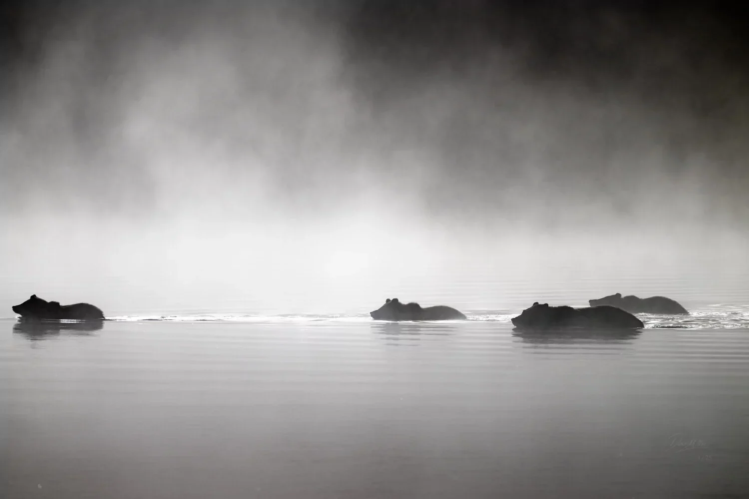 Field Note:  Through the Mist