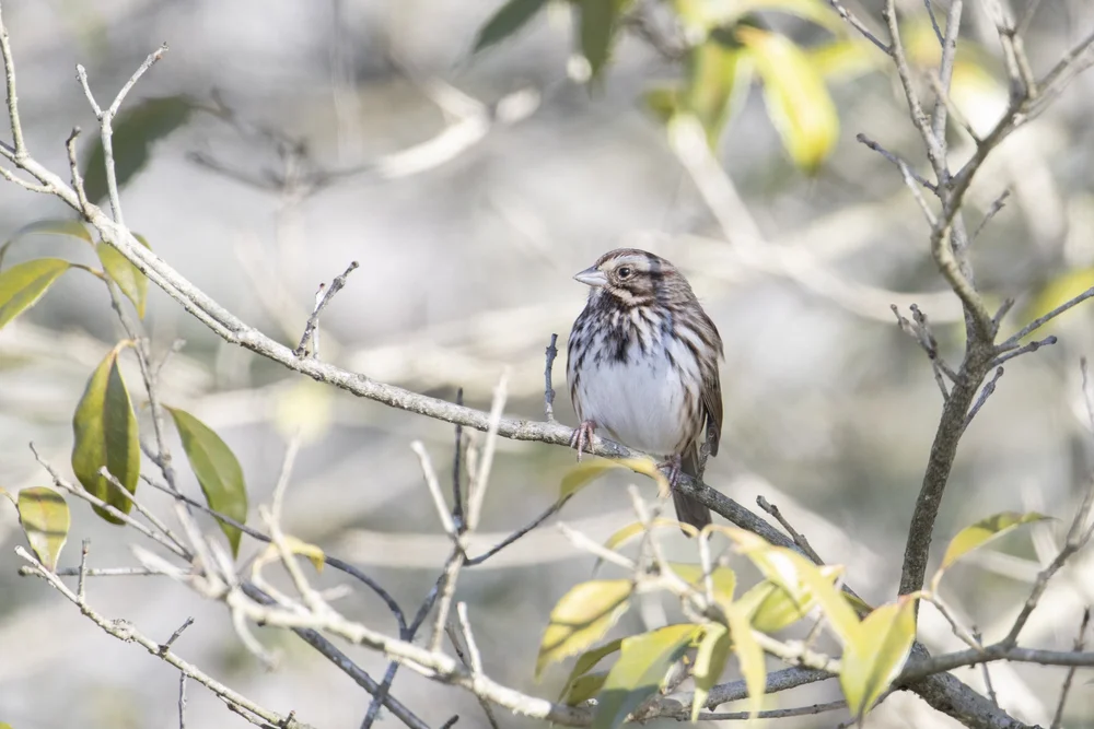 Z 400 w/TC 1.4x - 560mm F/6.3