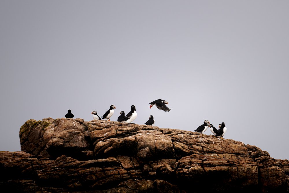 Maine's puffins on upward swing - The Wildlife Society