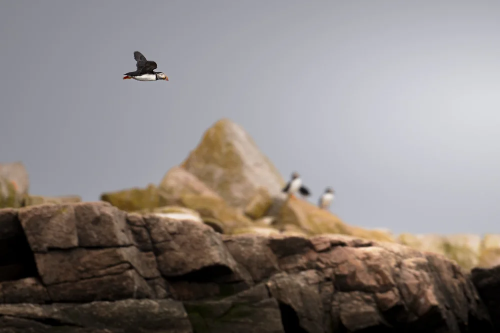 Puffin Fly By