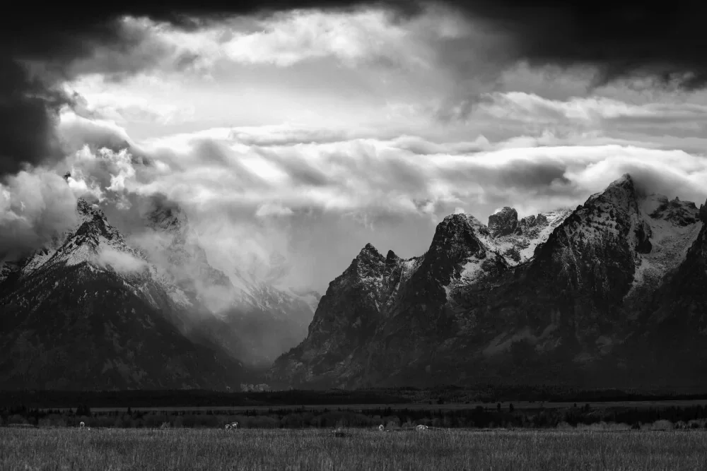 Silent Vigil — Pronghorns Beneath the Tetons