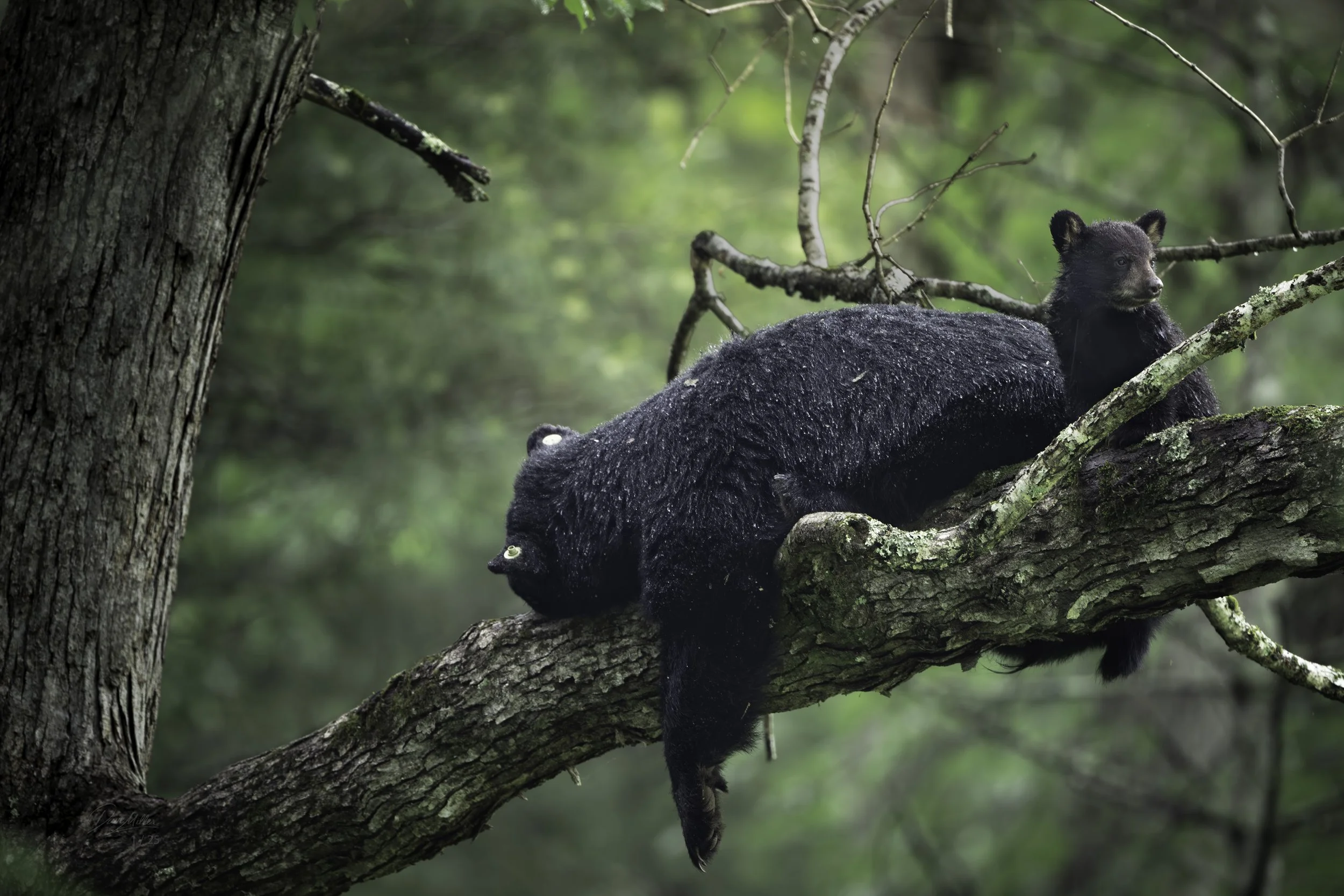 Black Bear Photography in Great Smoky Mountain National Park