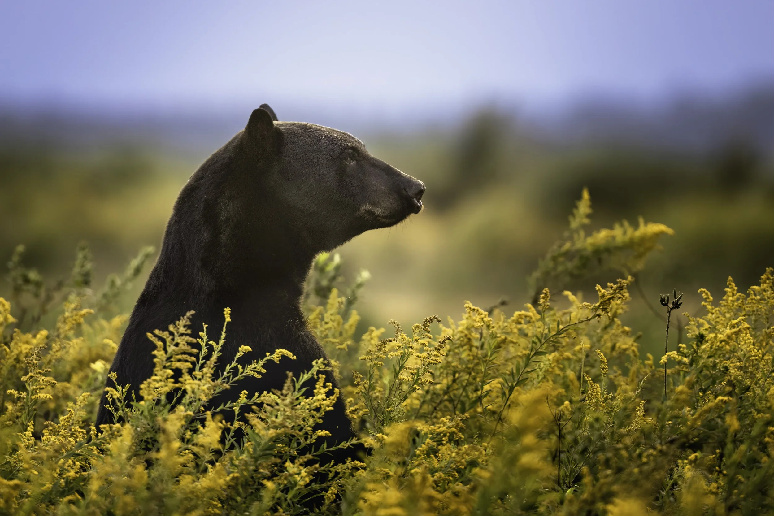 Black Bears of Alligator River