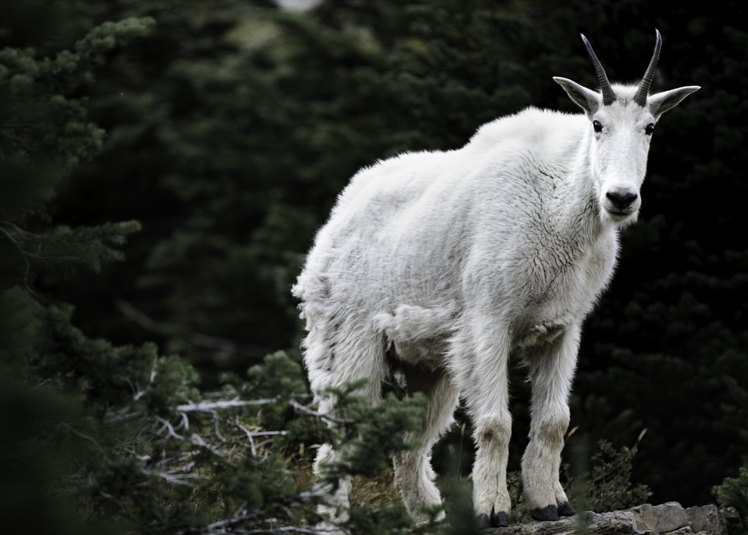 Glacier National Park Photography &amp; Wildlife