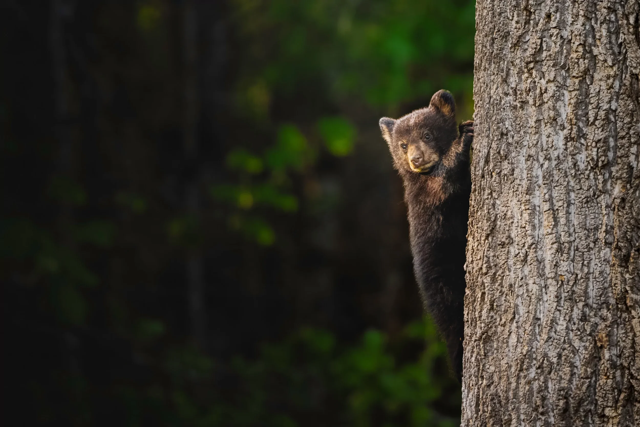 Why Quiet Moments Matter in Wildlife Photography