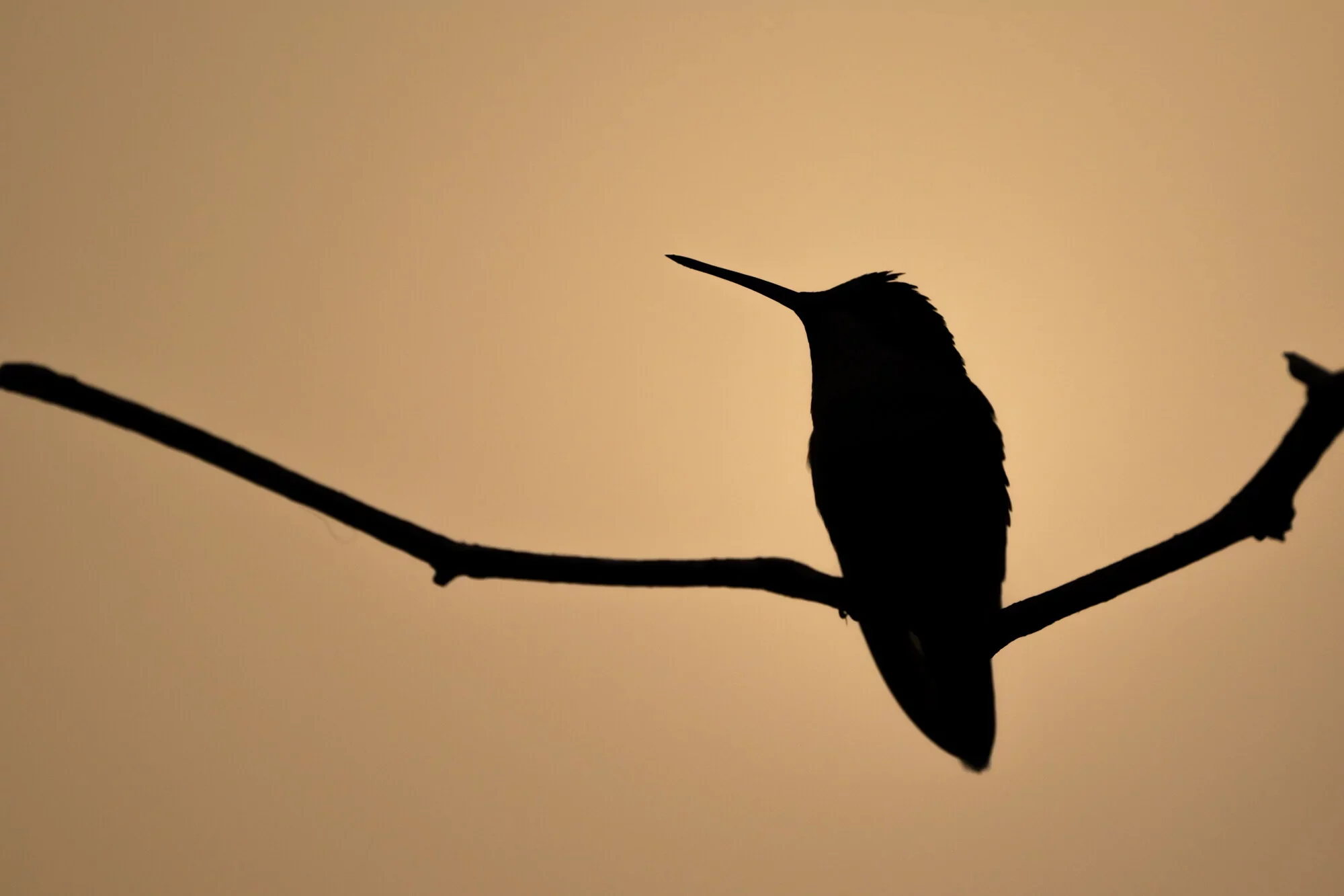 Silhouette of a hummingbird perched on a tree branch during sunset or sunrise.