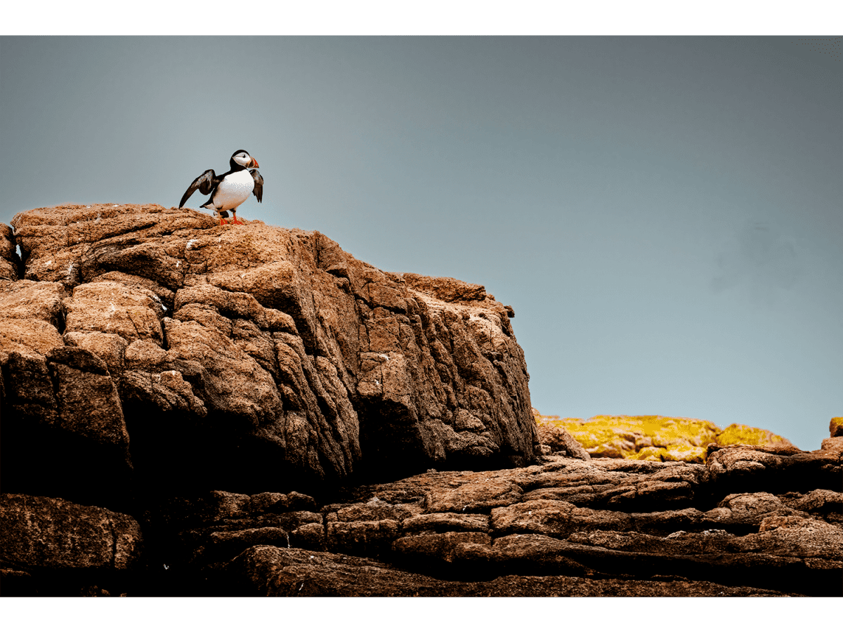 Behind the Image: Sentinel of the Sea