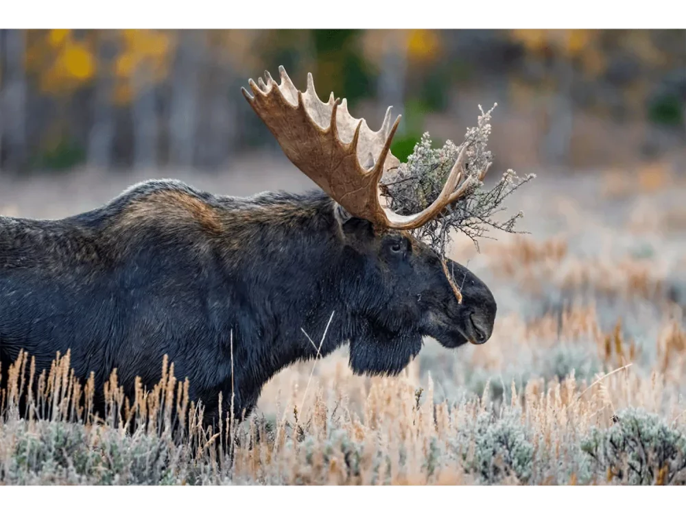 Crown of Sagebrush – Grand Teton National Park | Dave Miller - Images of Natural Splendor