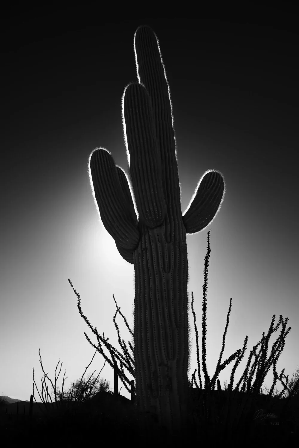 a saguaro cactus in the sonoran desert in arizona in black and white.
