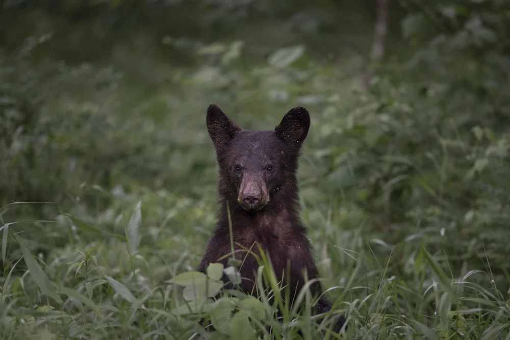 a yearling black bear stands in a field of green grass.
