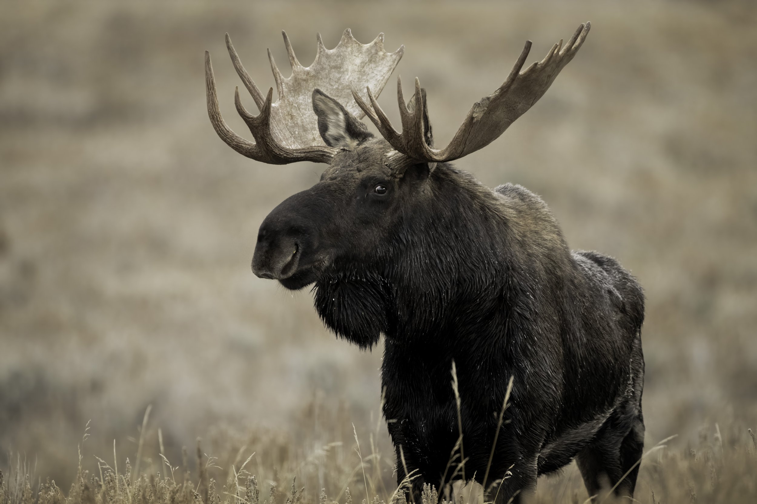 Bull Moose in Grand Teton National Park