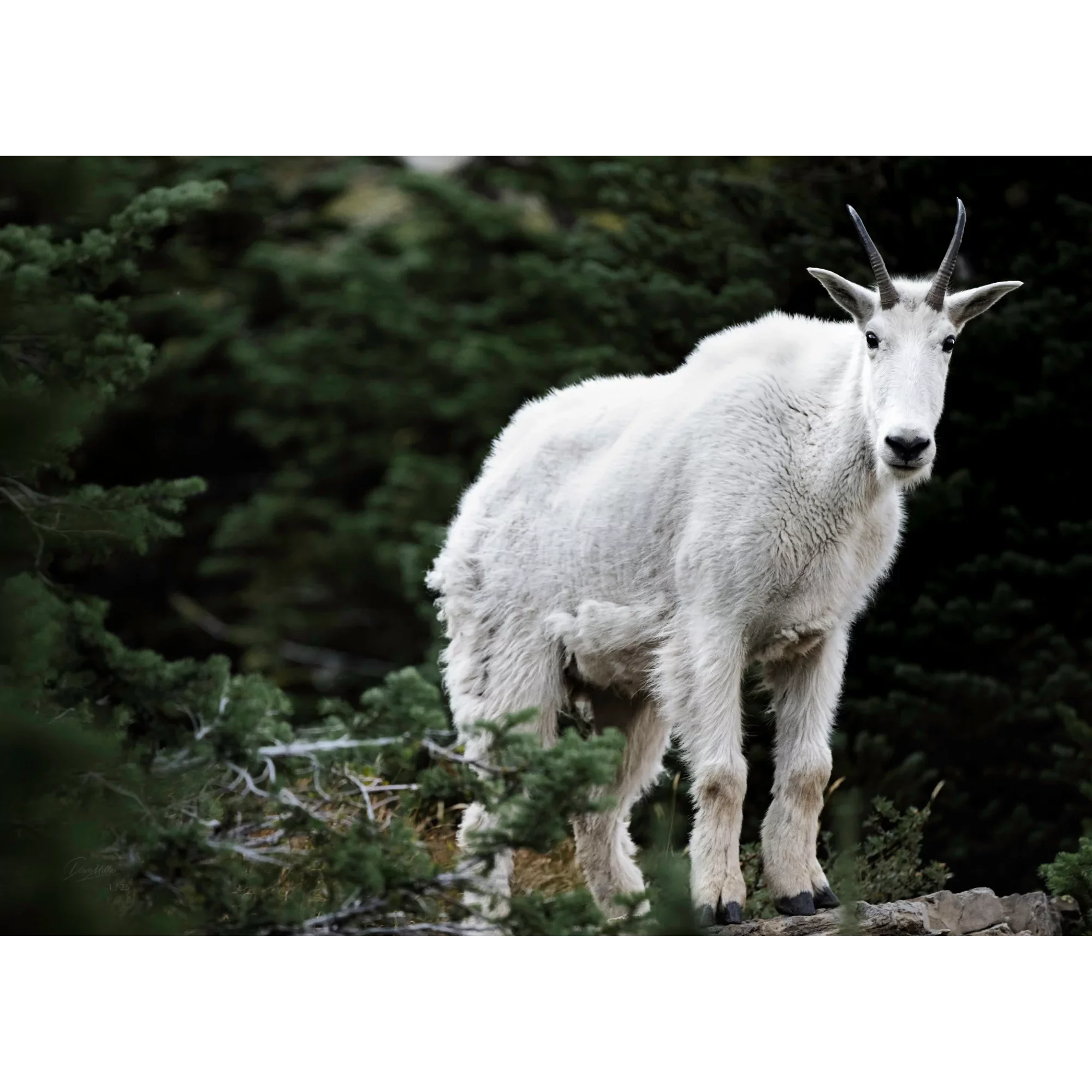 High Country Watcher