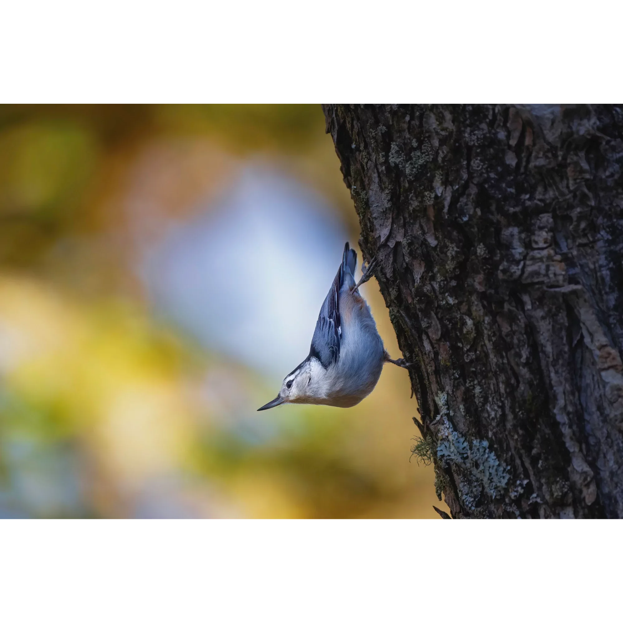 Autumn Acrobat