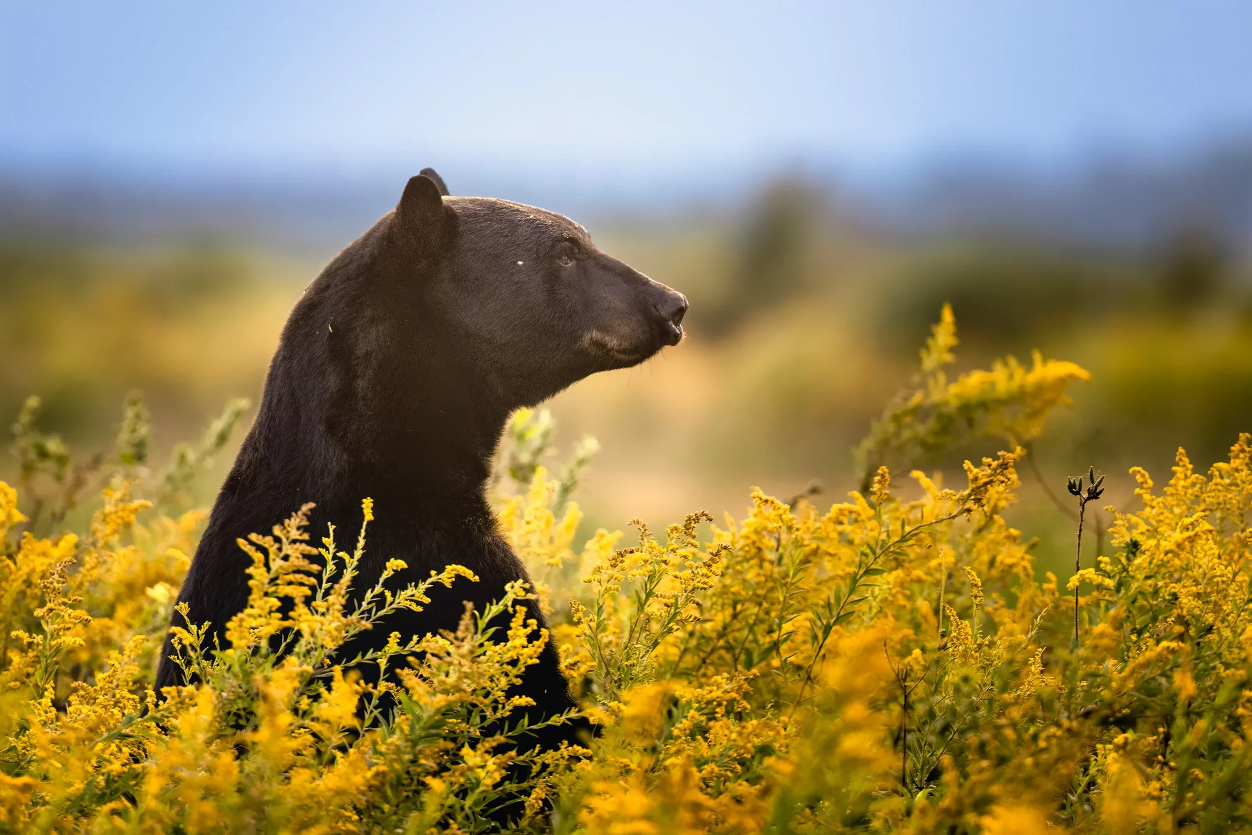 Black bear sitting among yellow flowers with a blurred landscape and blue sky in the background.