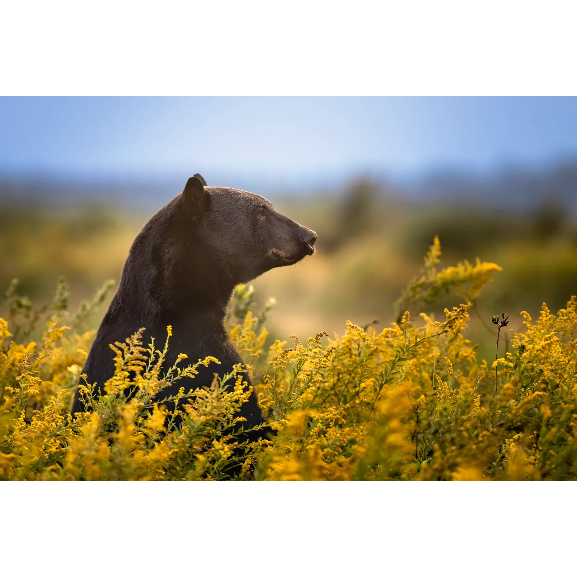 Golden-Meadow-Black-Bear-goldenron-DaveMiller.webp