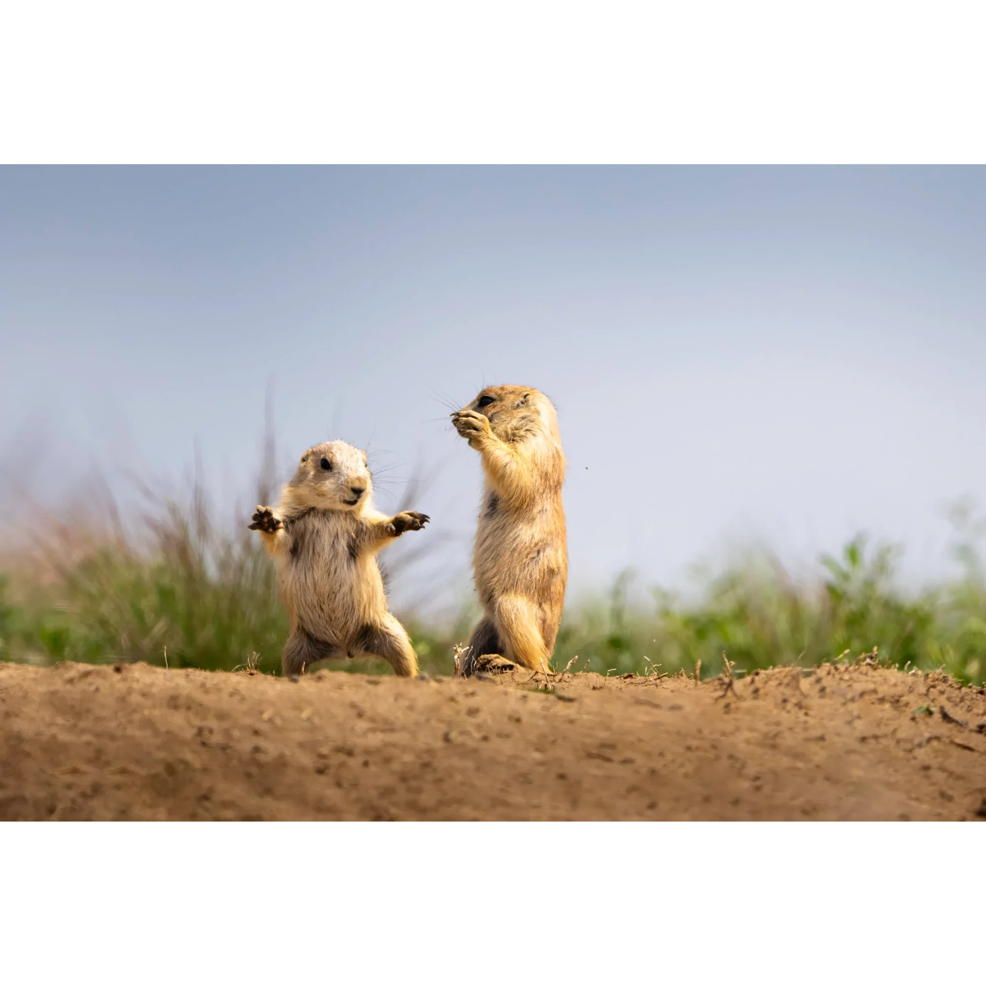 Tiny Arguments