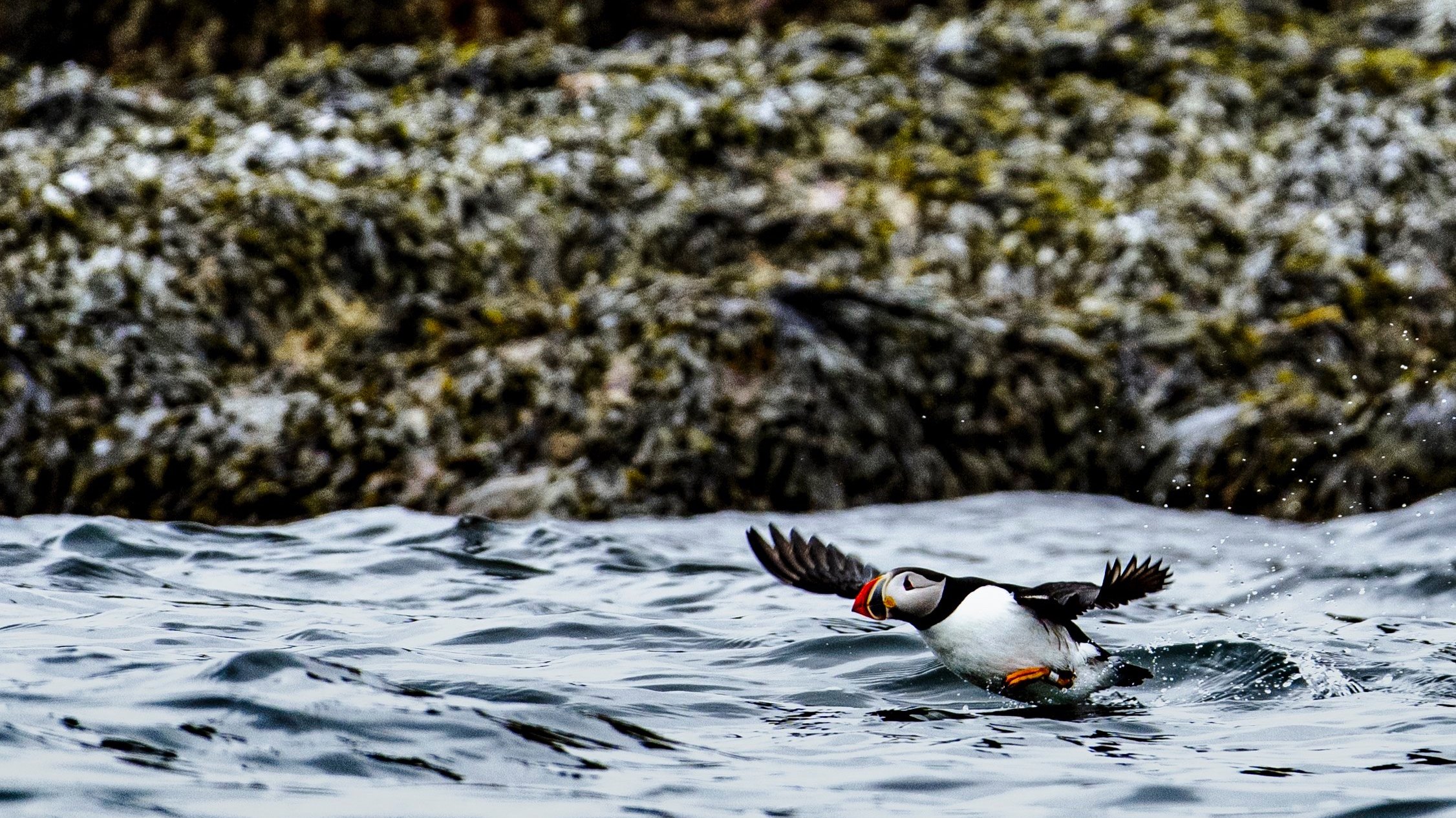 Puffin Islands Online Expanded