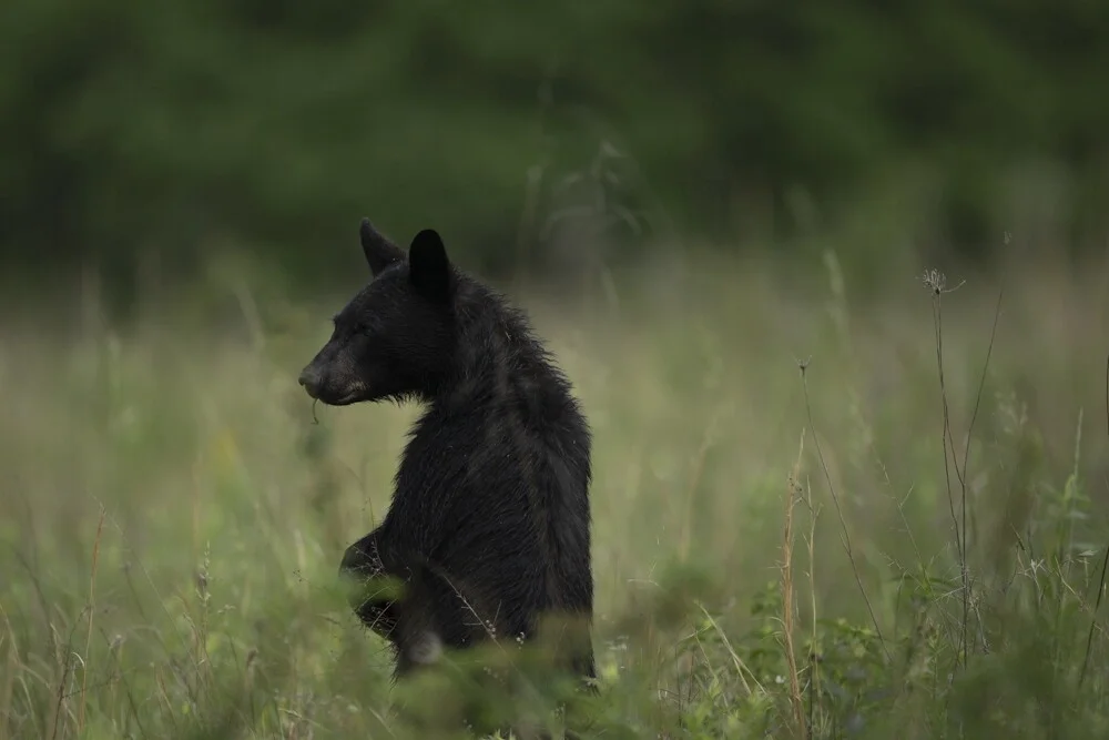 A black bear sitting in a grassy field surrounded by trees.