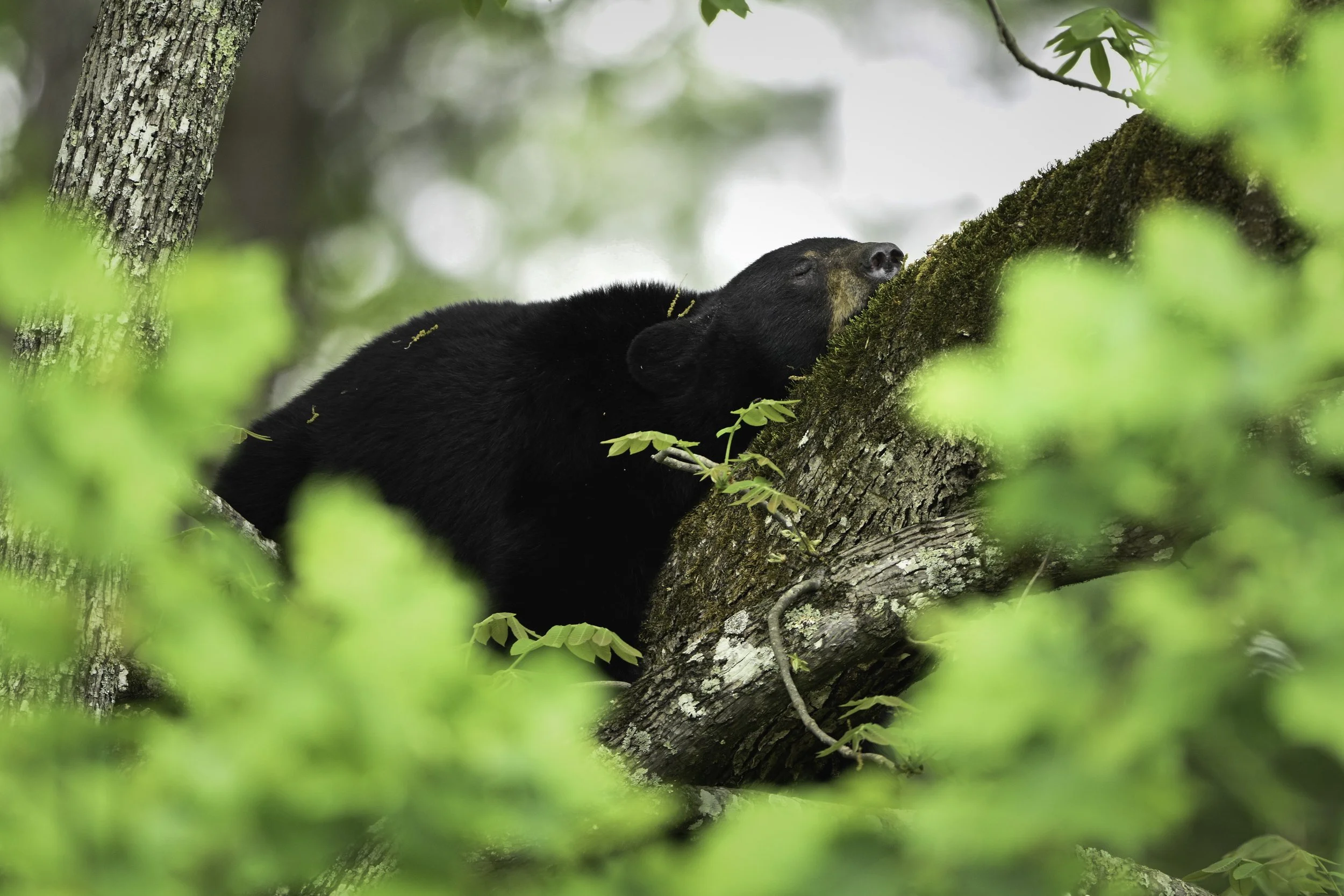 Black Bear sleeping on a tree branch in great smoky mountains