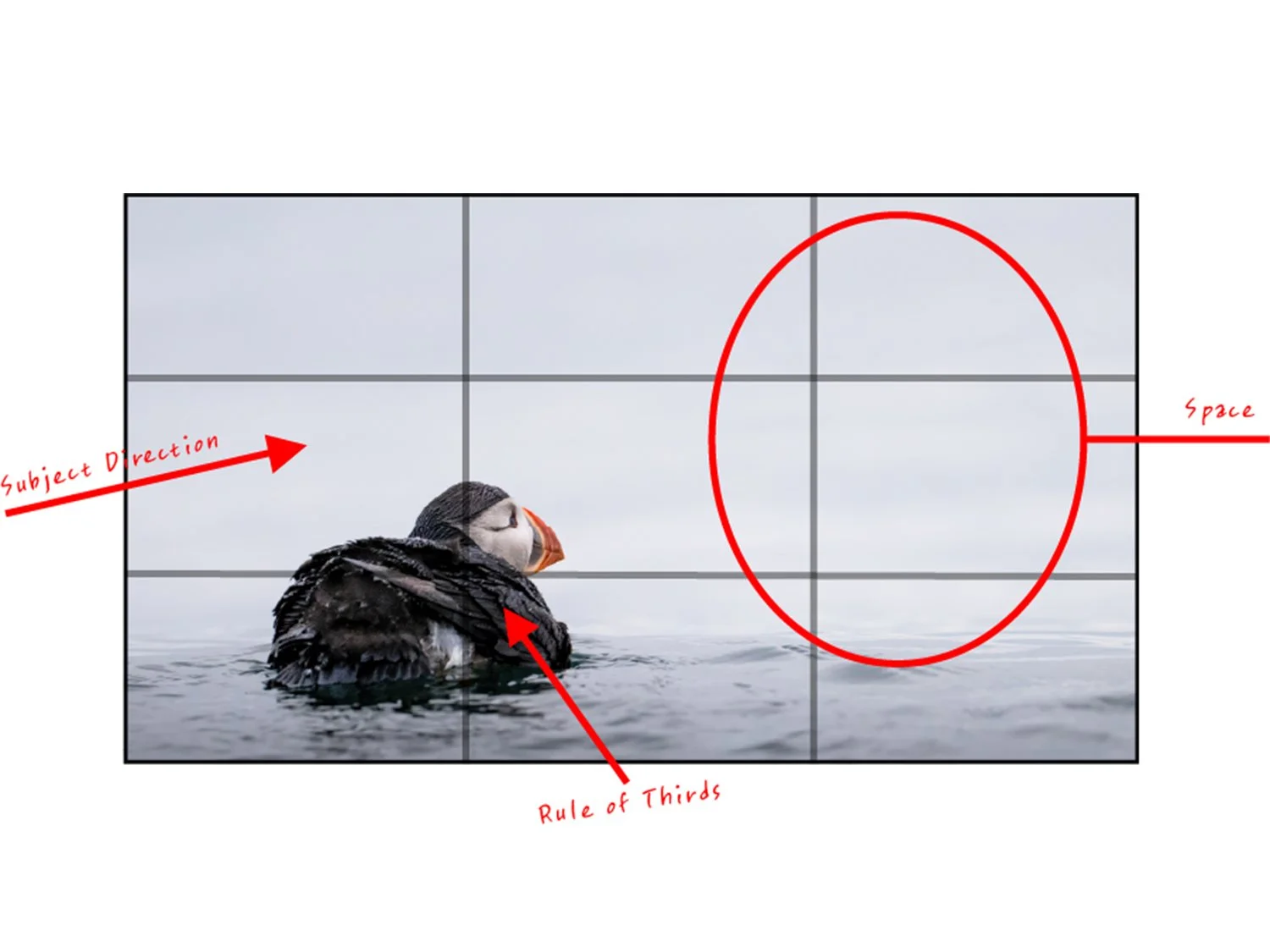 Rule of Third spacing for composition with a puffin and negative space