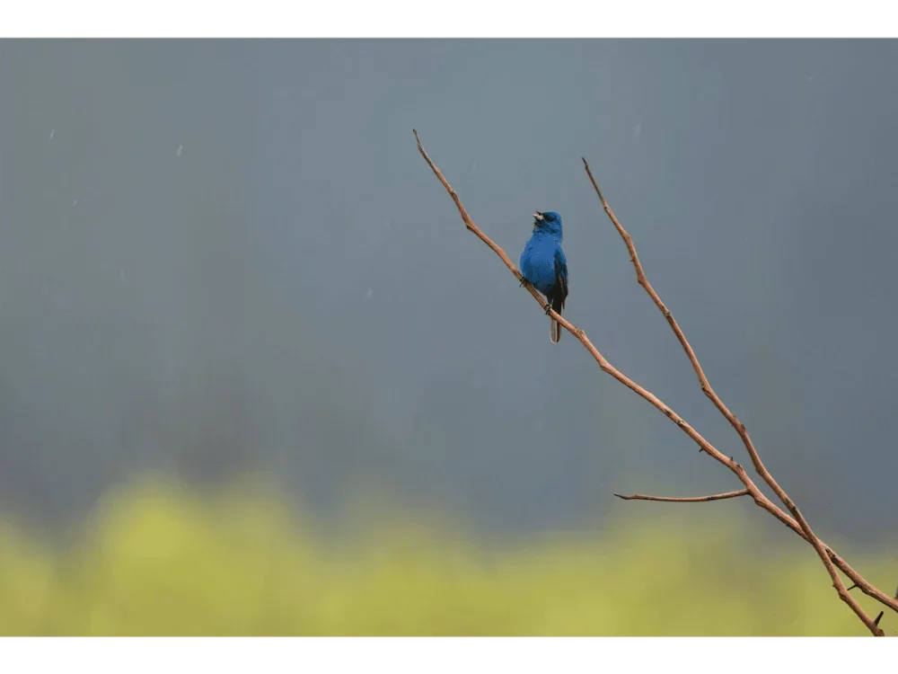 Song in the Rain – Indigo Bunting, Great Smoky Mountains | Dave Miller - Images of Natural Splendor