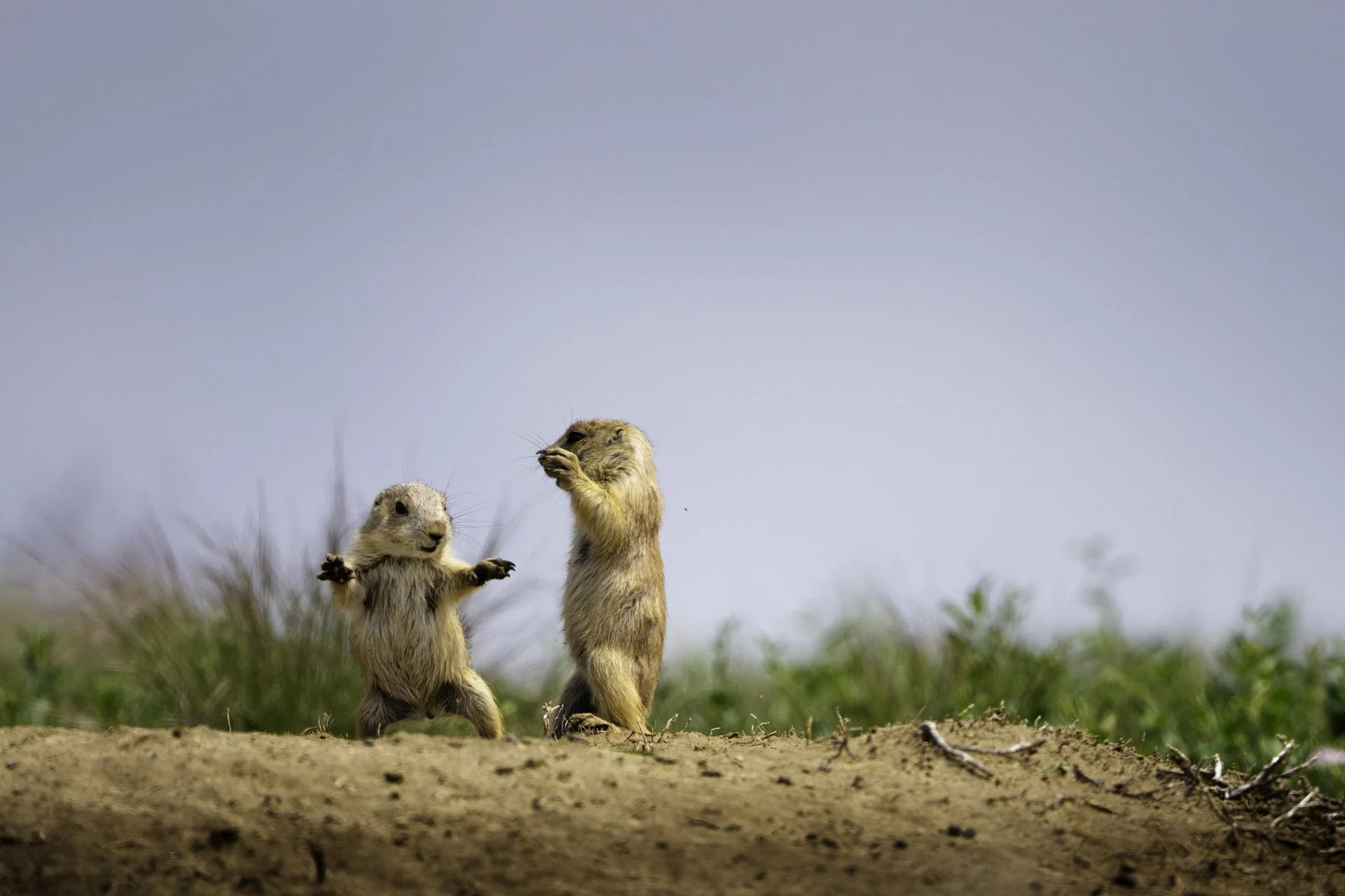 photo of prairie dogs play fighting