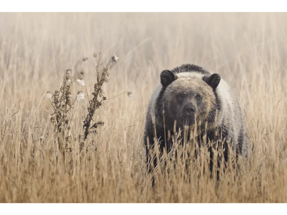 Eyes of the Tetons | Dave Miller - Images of Natural Splendor