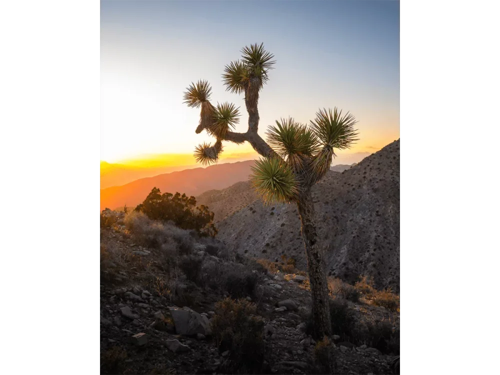 Desert Horizon – Joshua Tree National Park | Dave Miller - Images of Natural Splendor