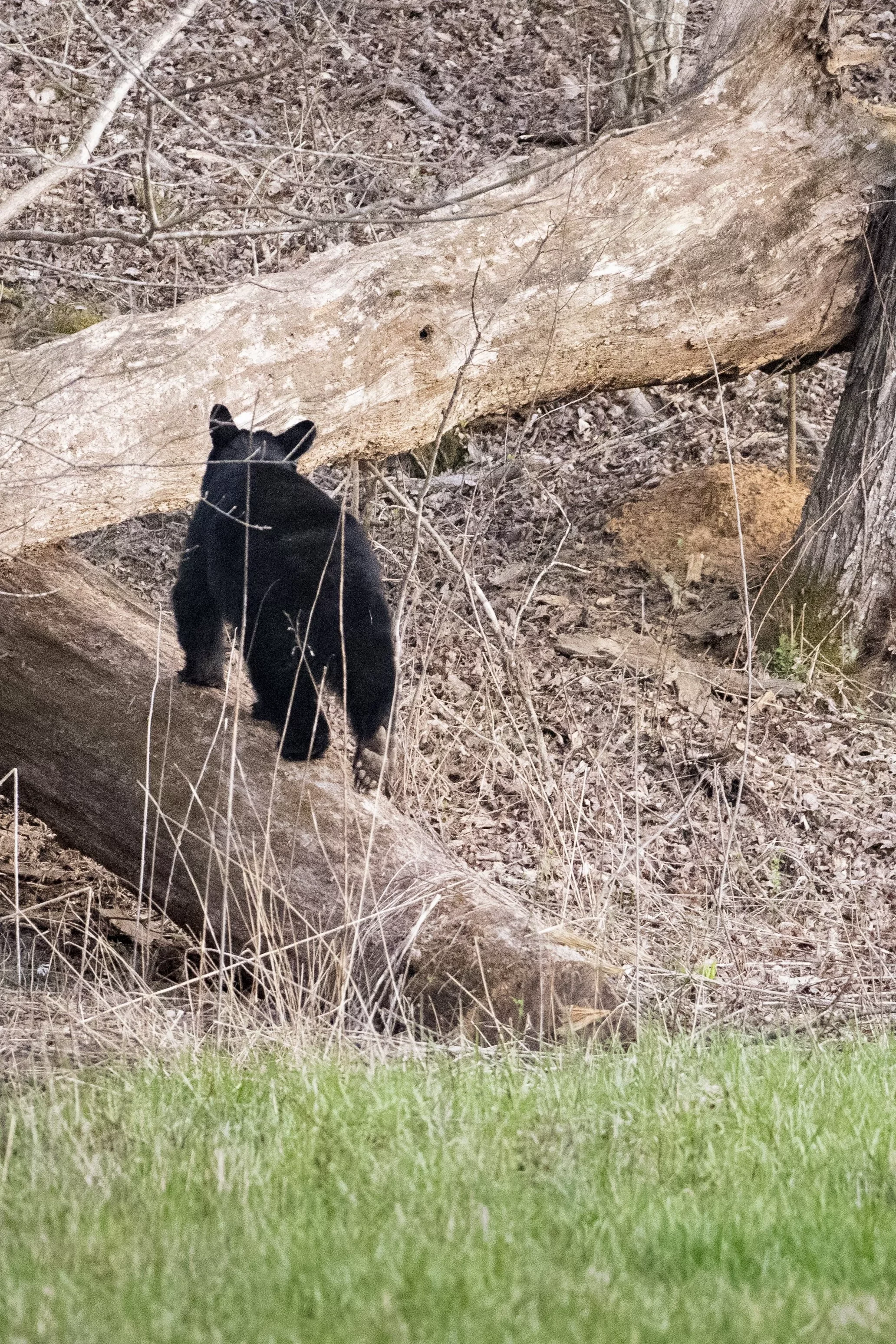 Small Black Bear in Great Smoky Mountains