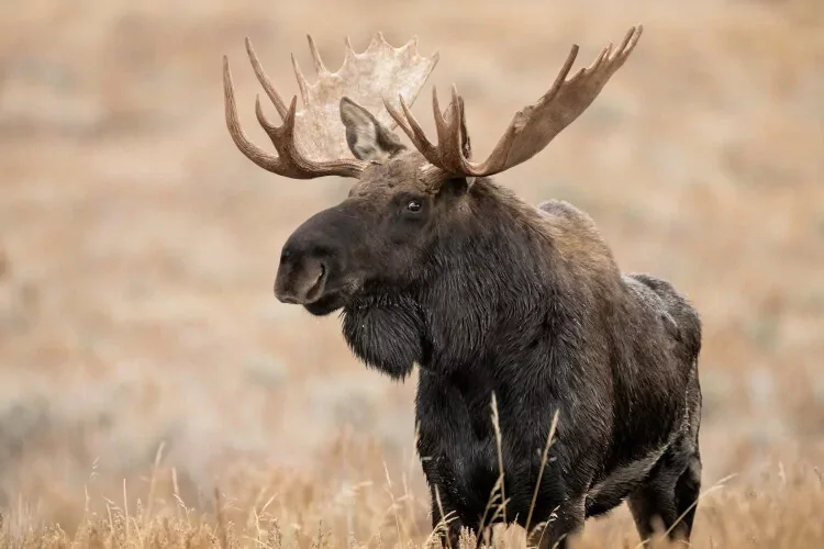 A large moose standing in a field with brown grass, showing its broad antlers and dark fur.