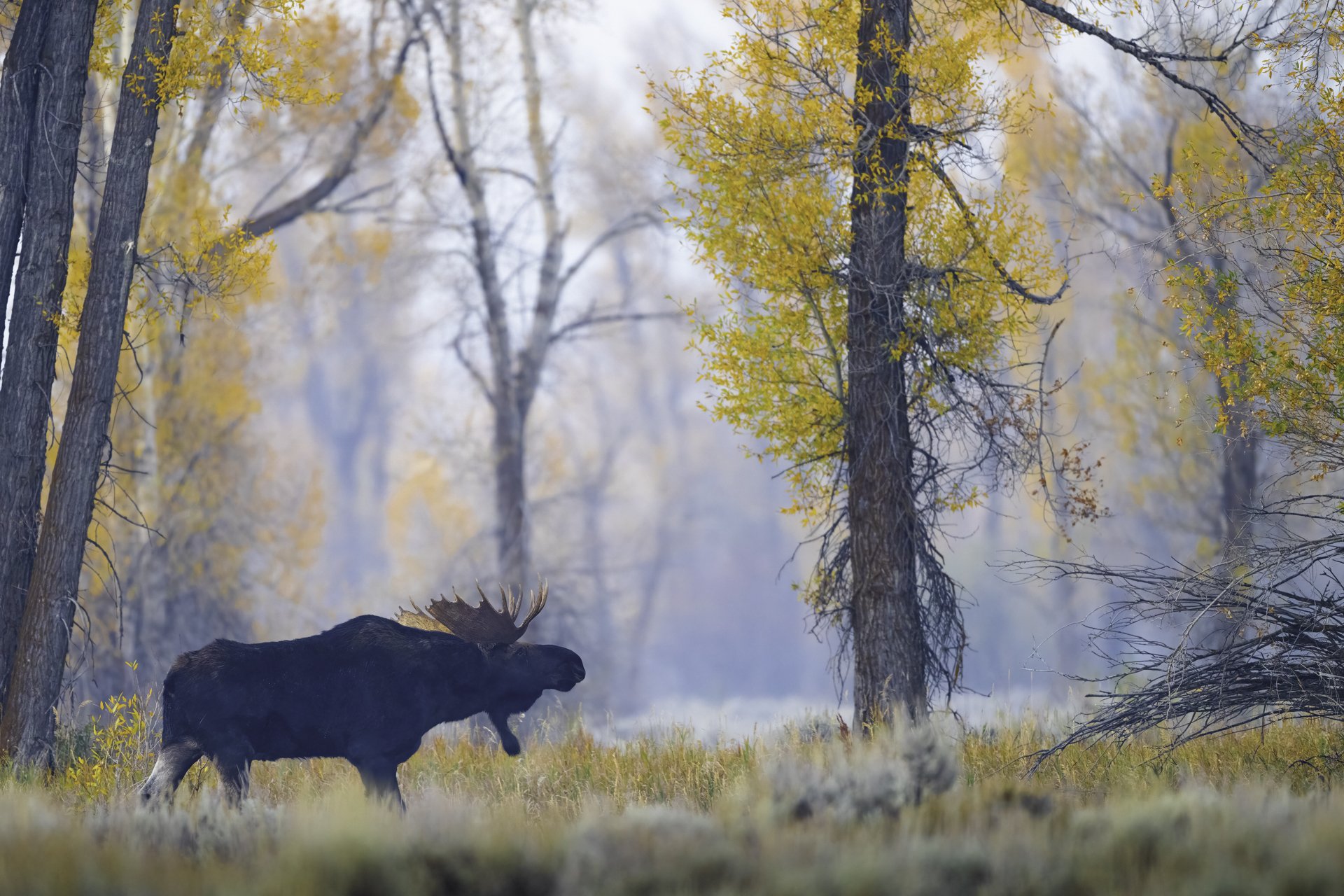 bull moose image in the grand tetons