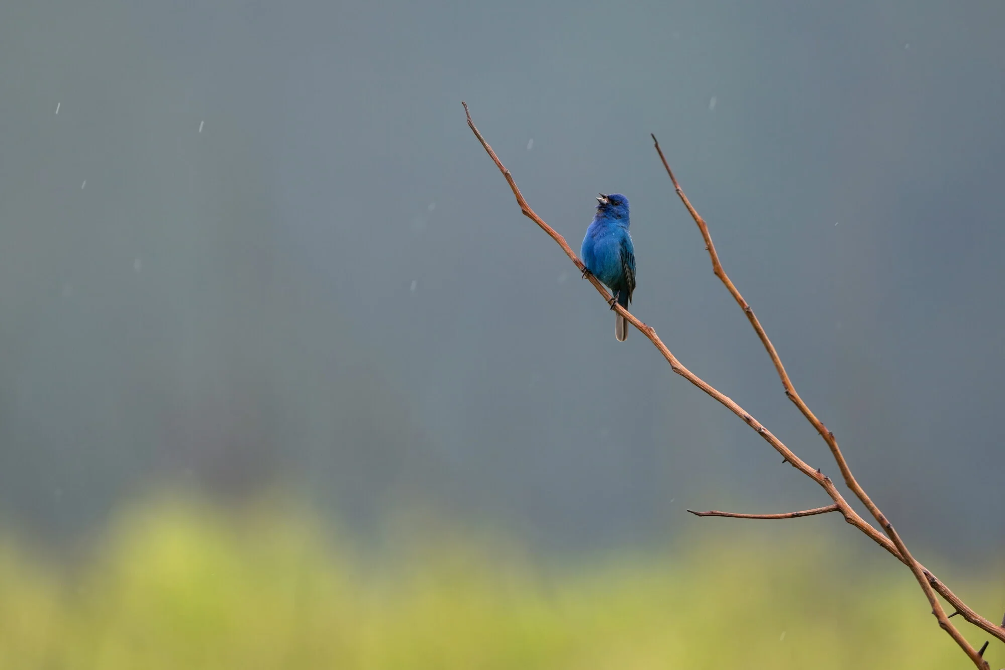 An indigo bunting perches on a branch while singing in the rain.