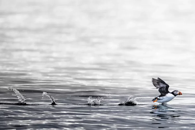 A puffin running on water, creating a splash behind it.