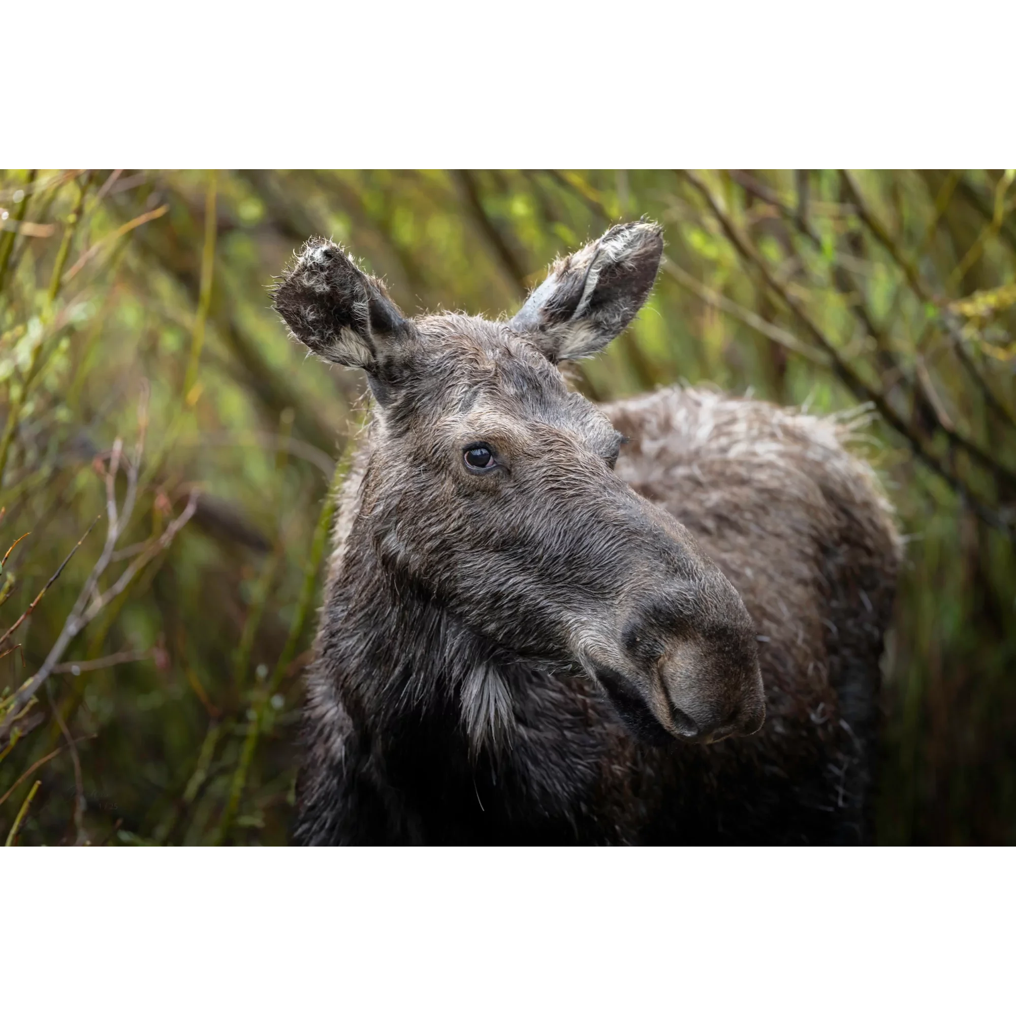 Between-Willows-moose-Rocky-Mountain-DaveMiller.webp