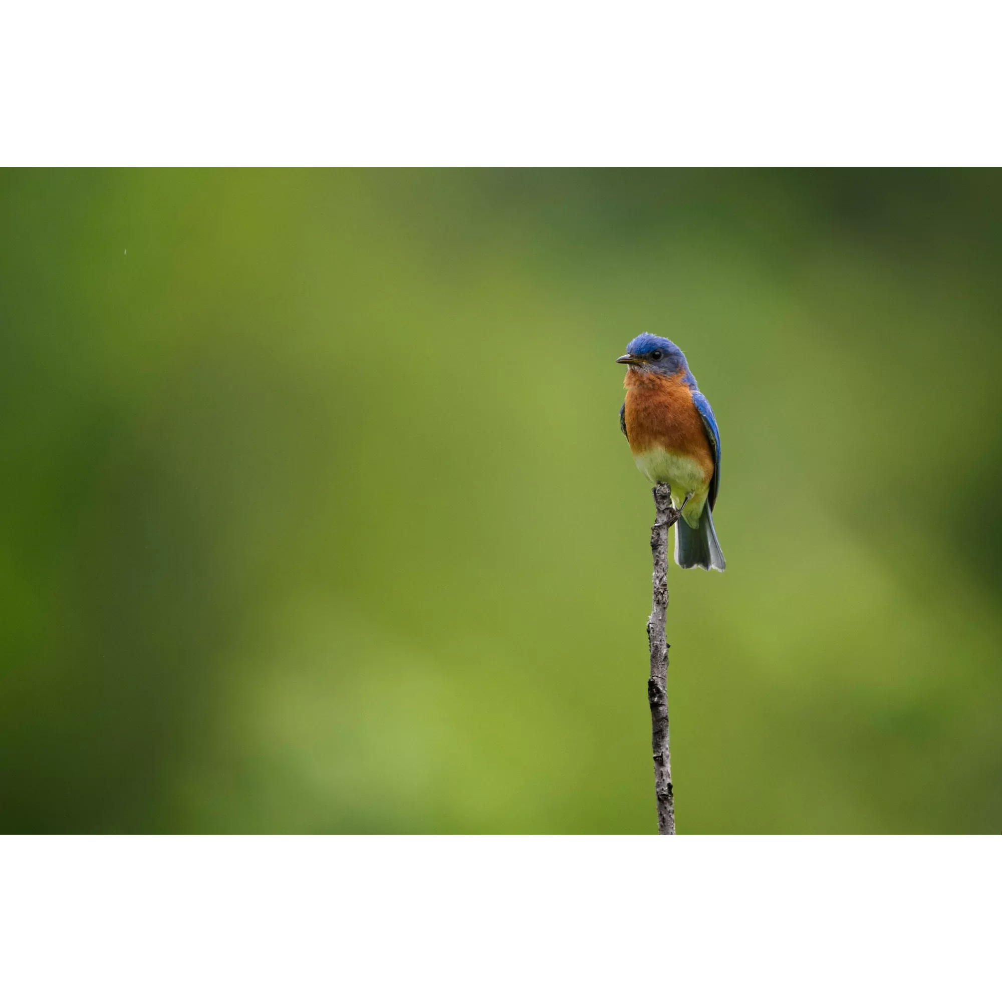 Still Perch