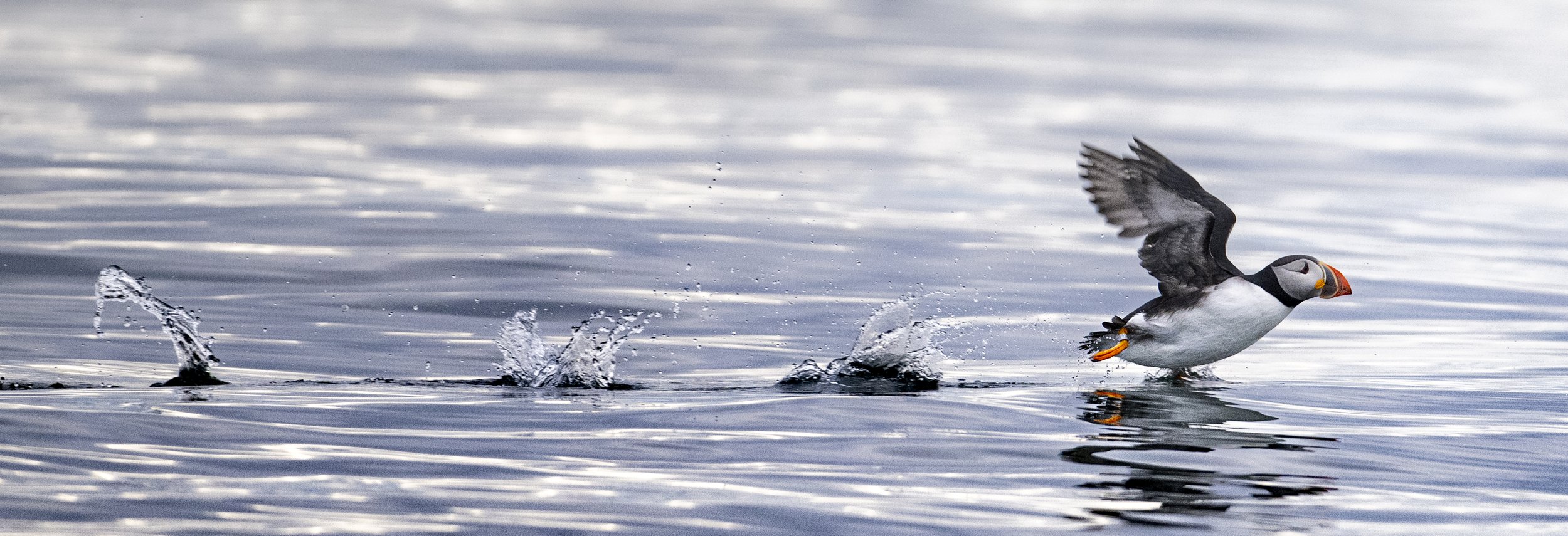 Where to See Puffins in Maine: Your Guide to the Best Places